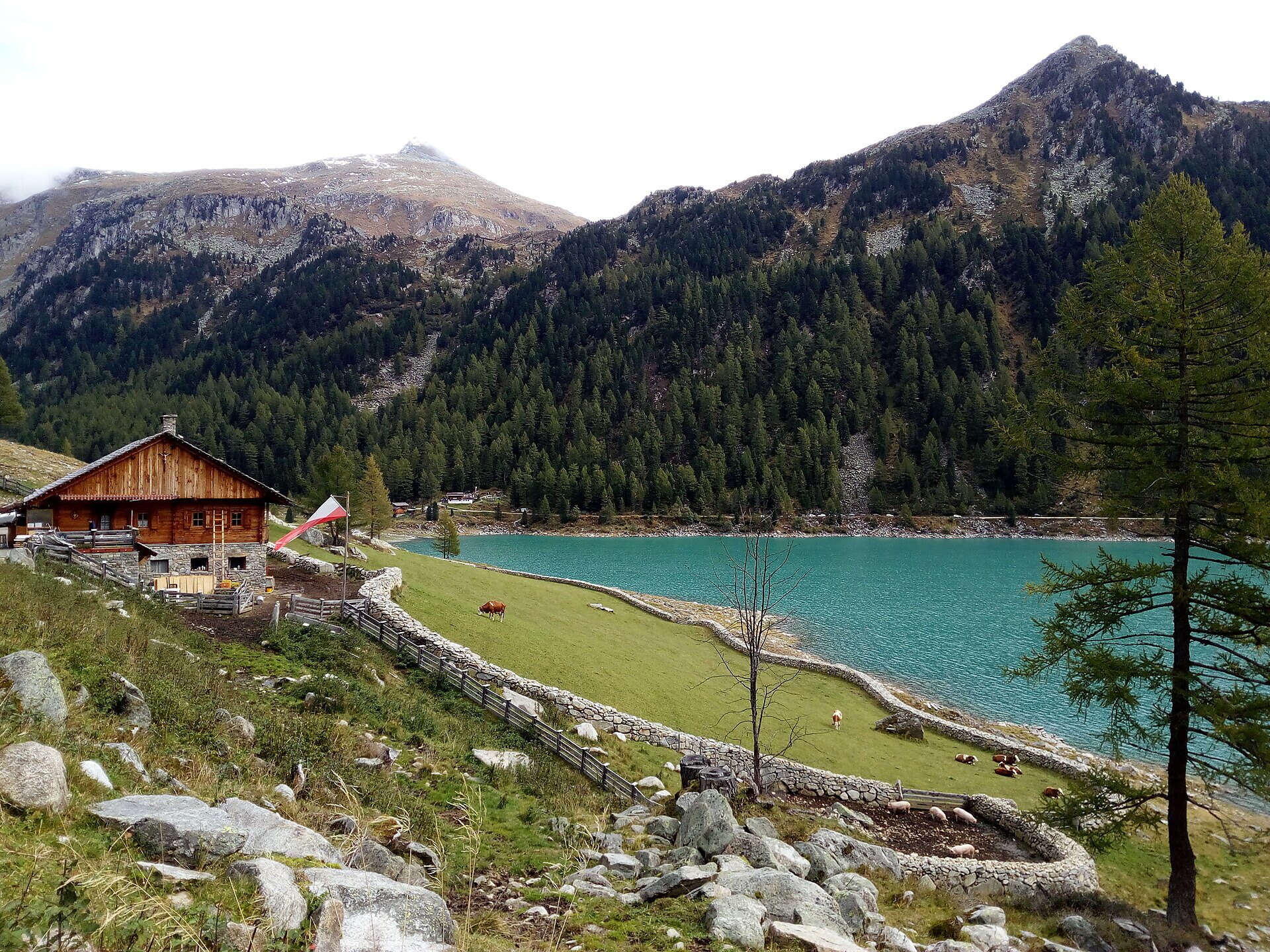 9. Ahrntaler GrauKäsetage | Vorführung & Graukäseverkostung bei der Nevesalm - Ahrntal - #2 - suedtirol.info