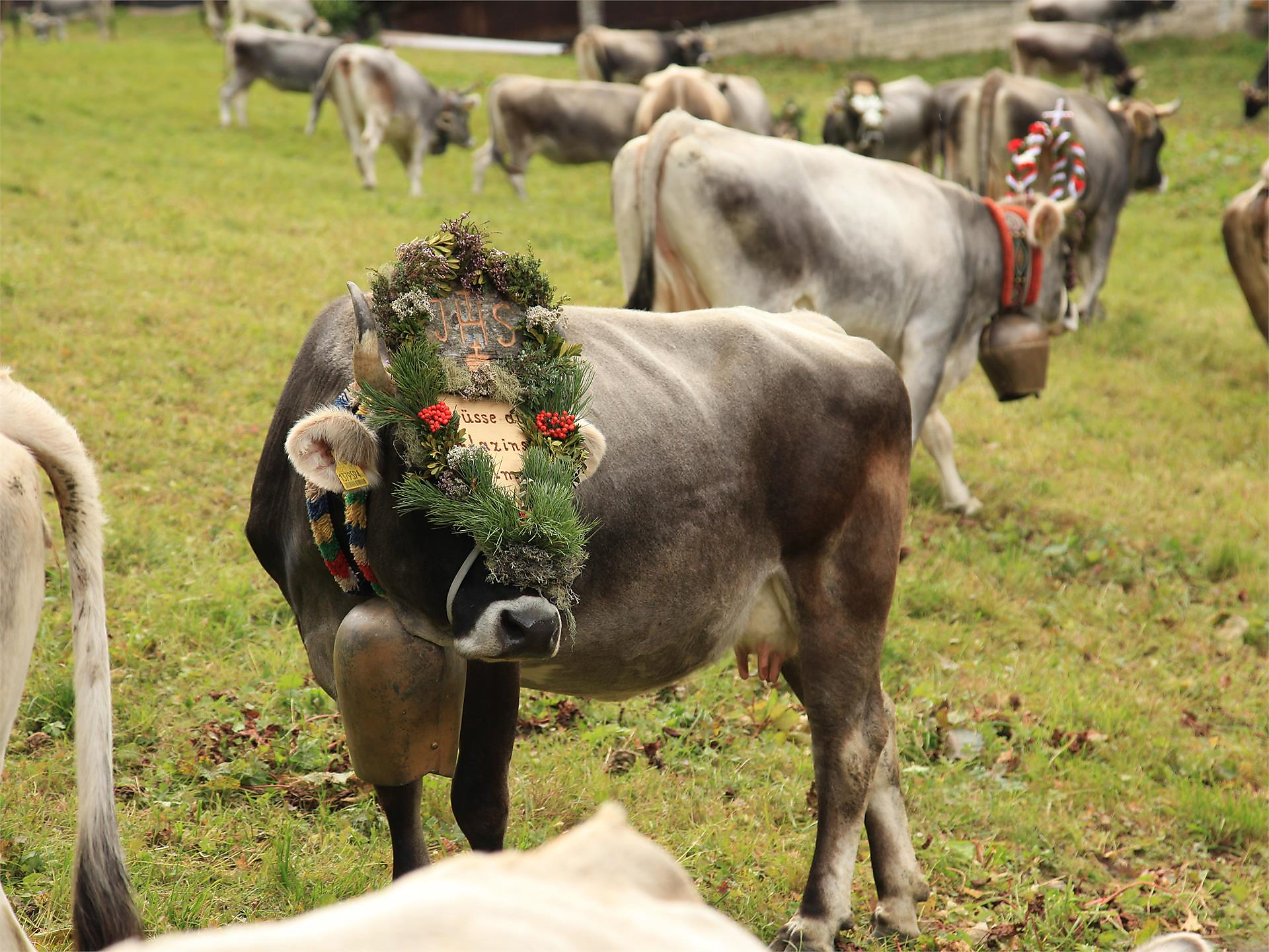 12th Zeppichl cattle drive - Meran/Merano and environs - #1 - suedtirol.info