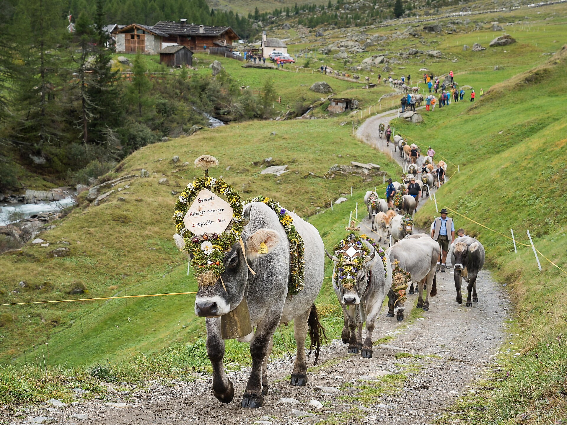 12th Zeppichl cattle drive - Meran/Merano and environs - #3 - suedtirol.info