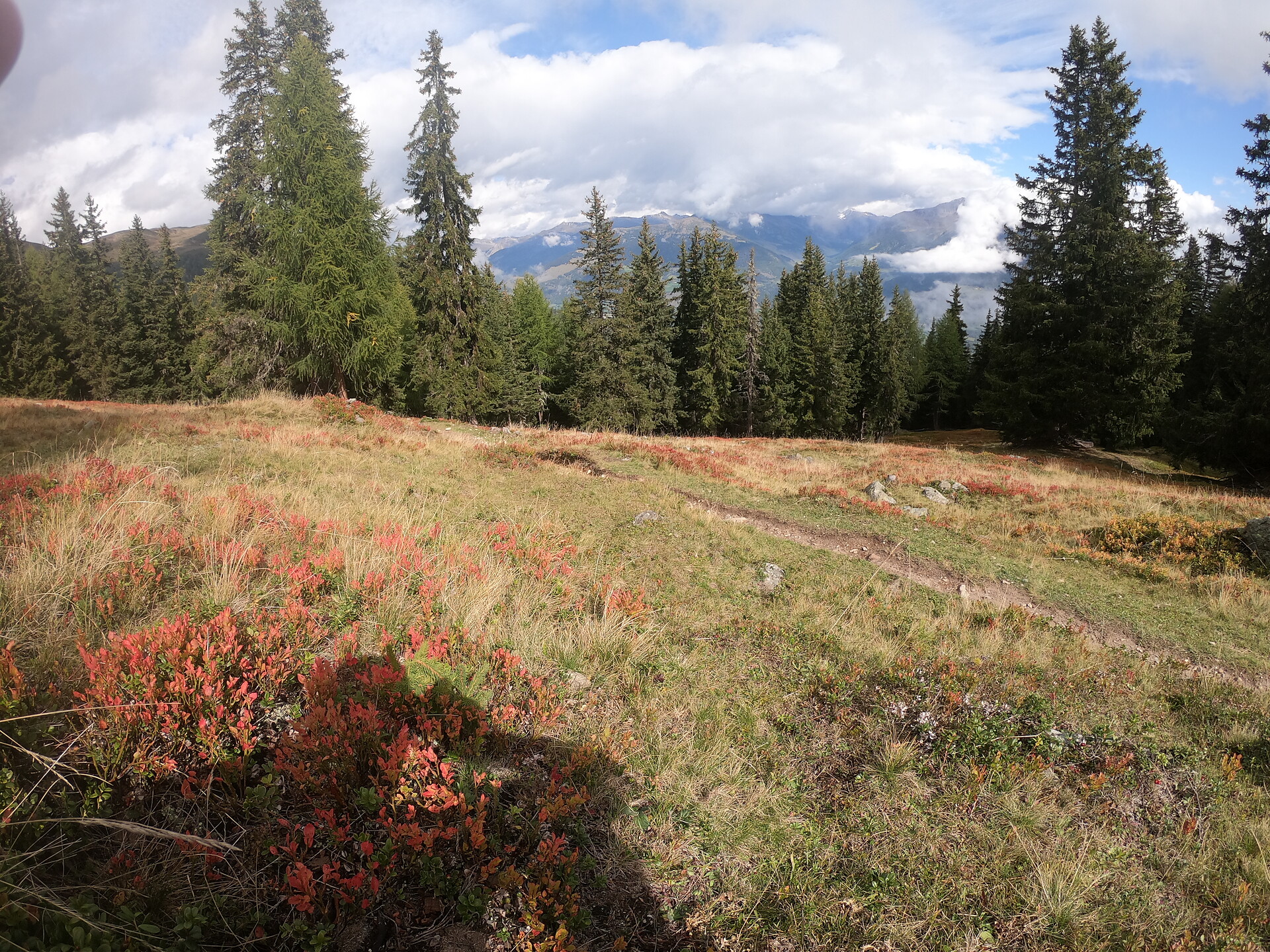 Wild Herb Hike - Guided Adventure Hike in the National Park Stilfs/Stelvio 3 suedtirol.info