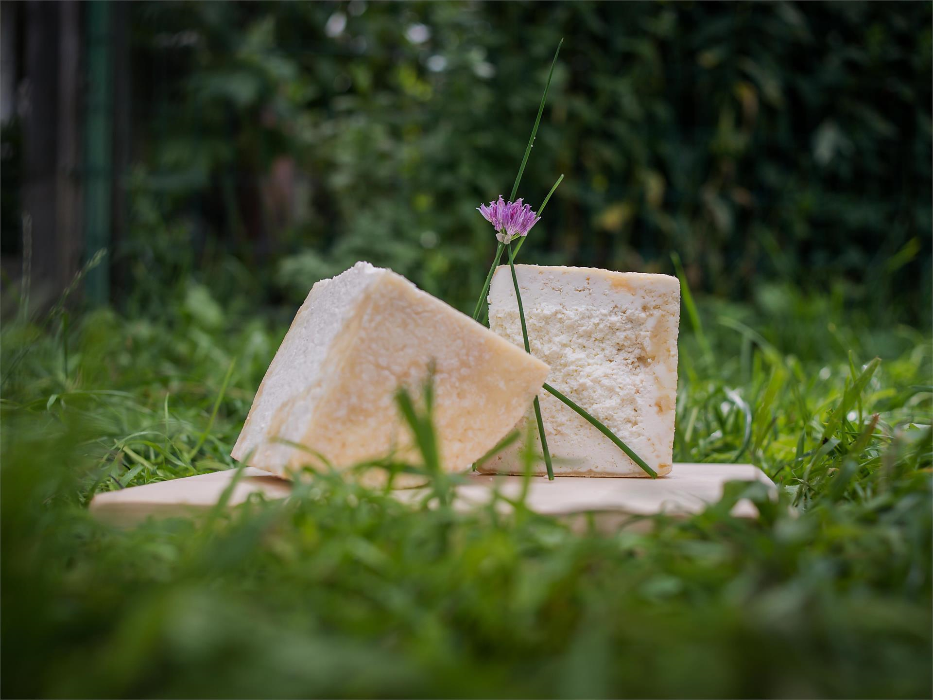 8° Giornate del "Graukäse" in Valle Aurina | Degustazione di formaggio - Valle Aurina - #1 - suedtirol.info