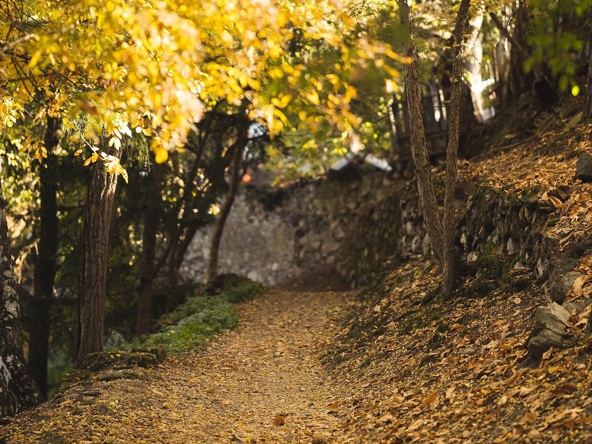 29th Chestnut Weeks: Adventure hike for kids - Brixen/Bressanone and environs - #3 - suedtirol.info