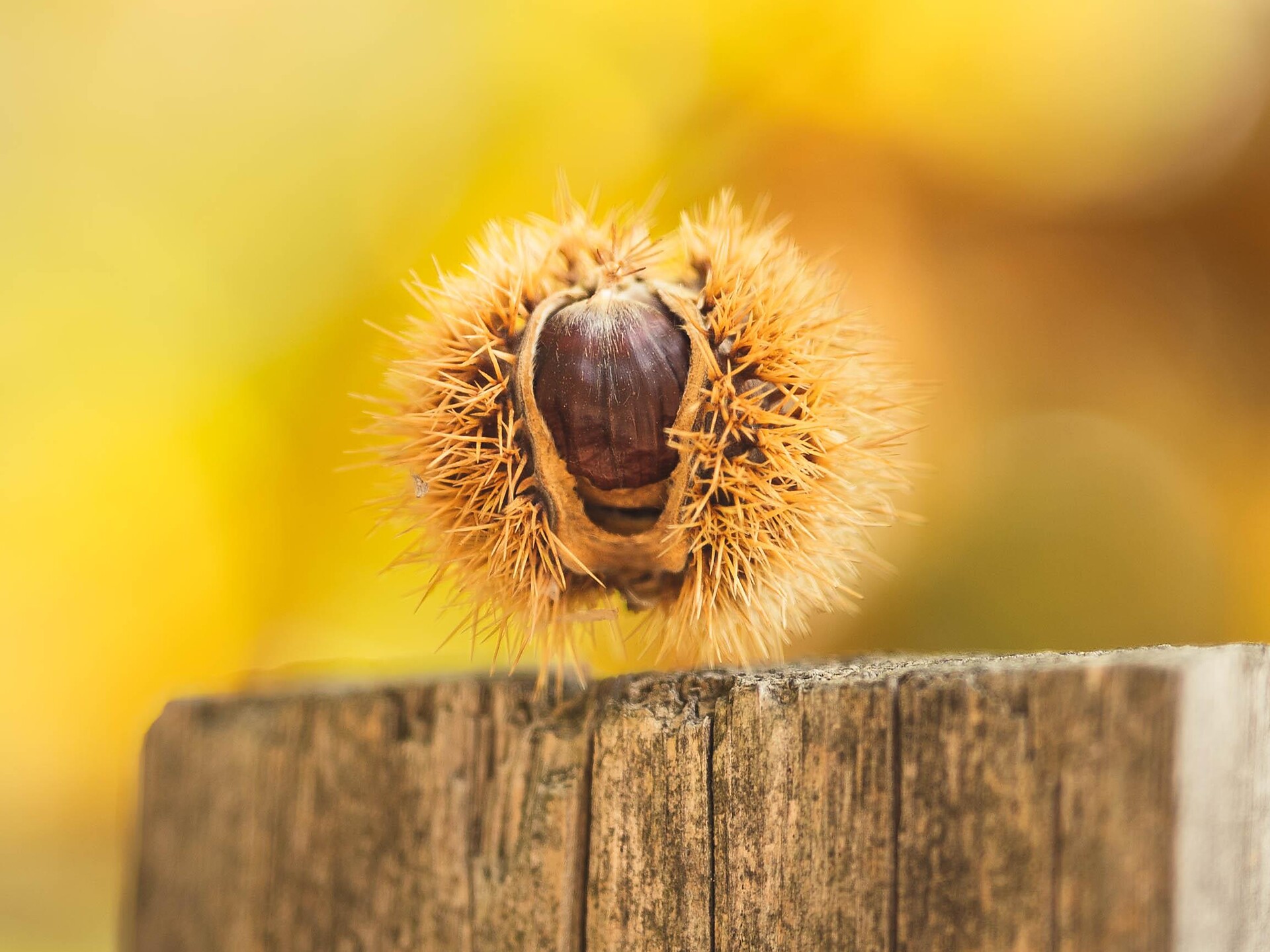 29th Chestnut Weeks: Adventure hike for kids - Brixen/Bressanone and environs - #2 - suedtirol.info