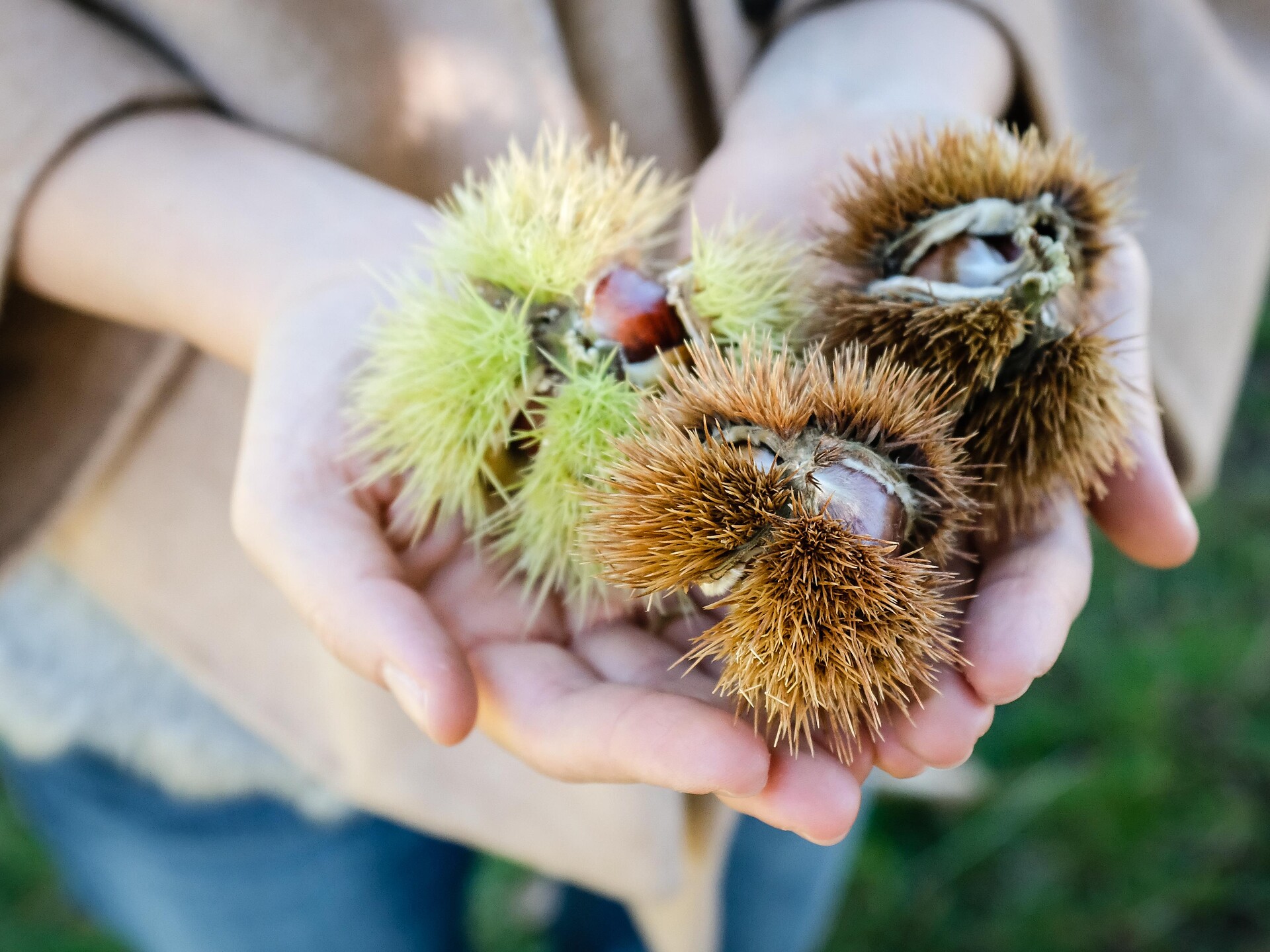 28th Chestnut weeks: Chestnut Hunt - Brixen/Bressanone and environs - #1 - suedtirol.info