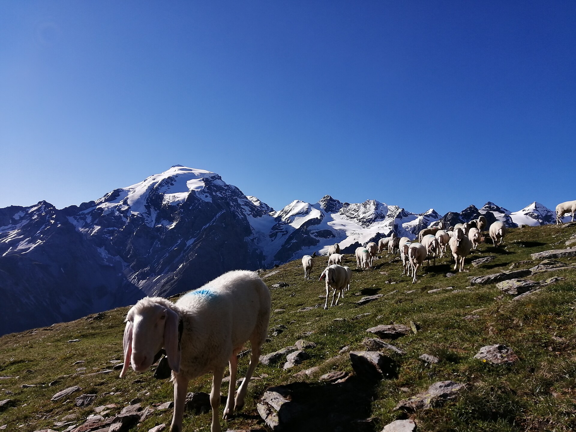 Il sentiero del Lago d’Oro – Escursione guidata nel Parco Nazionale Stelvio - Val Venosta - #3 - suedtirol.info