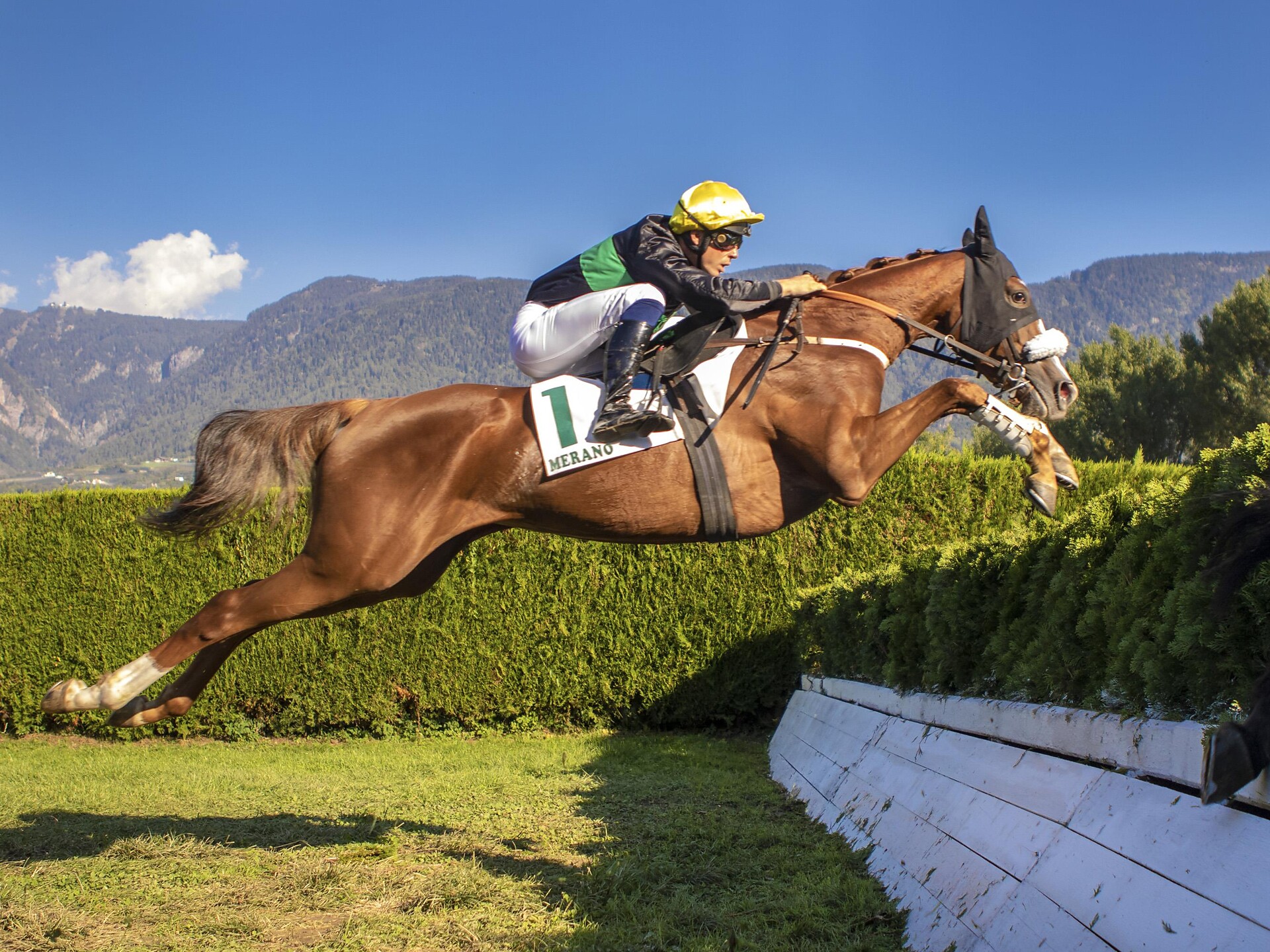 130. Traditionelles Haflinger Galopprennen mit Umzug - Meran und Umgebung - #3 - suedtirol.info