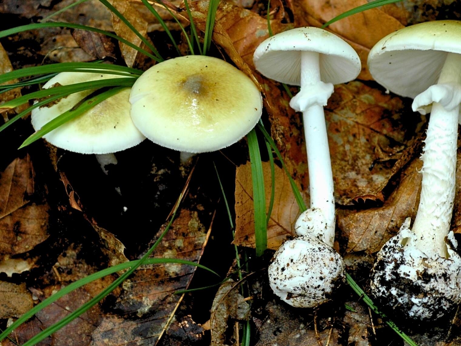 14th Exhibition of mushrooms at Merano - Meran/Merano and environs - #2 - suedtirol.info