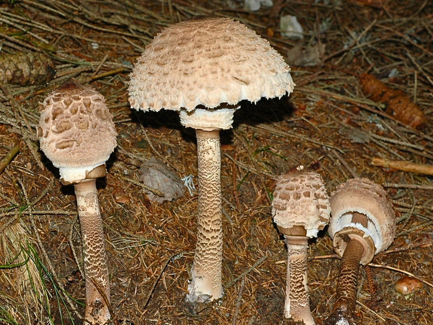 14ª Mostra micologica - Merano e dintorni - #1 - suedtirol.info