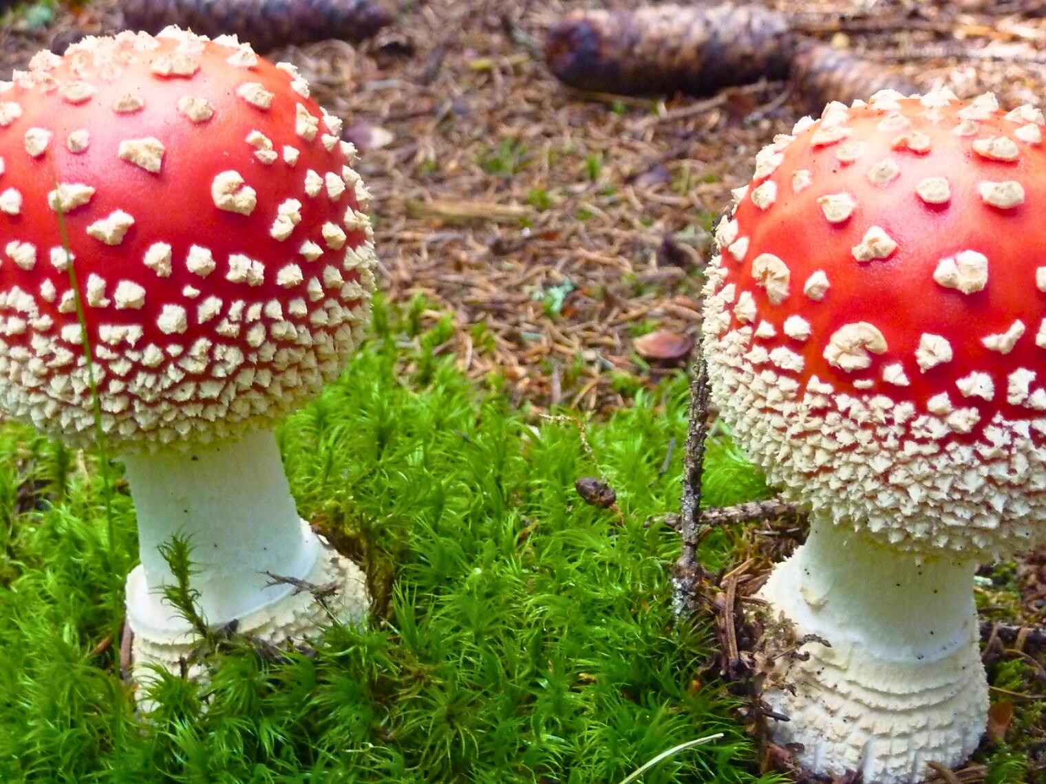 14th Exhibition of mushrooms at Merano - Meran/Merano and environs - #1 - suedtirol.info