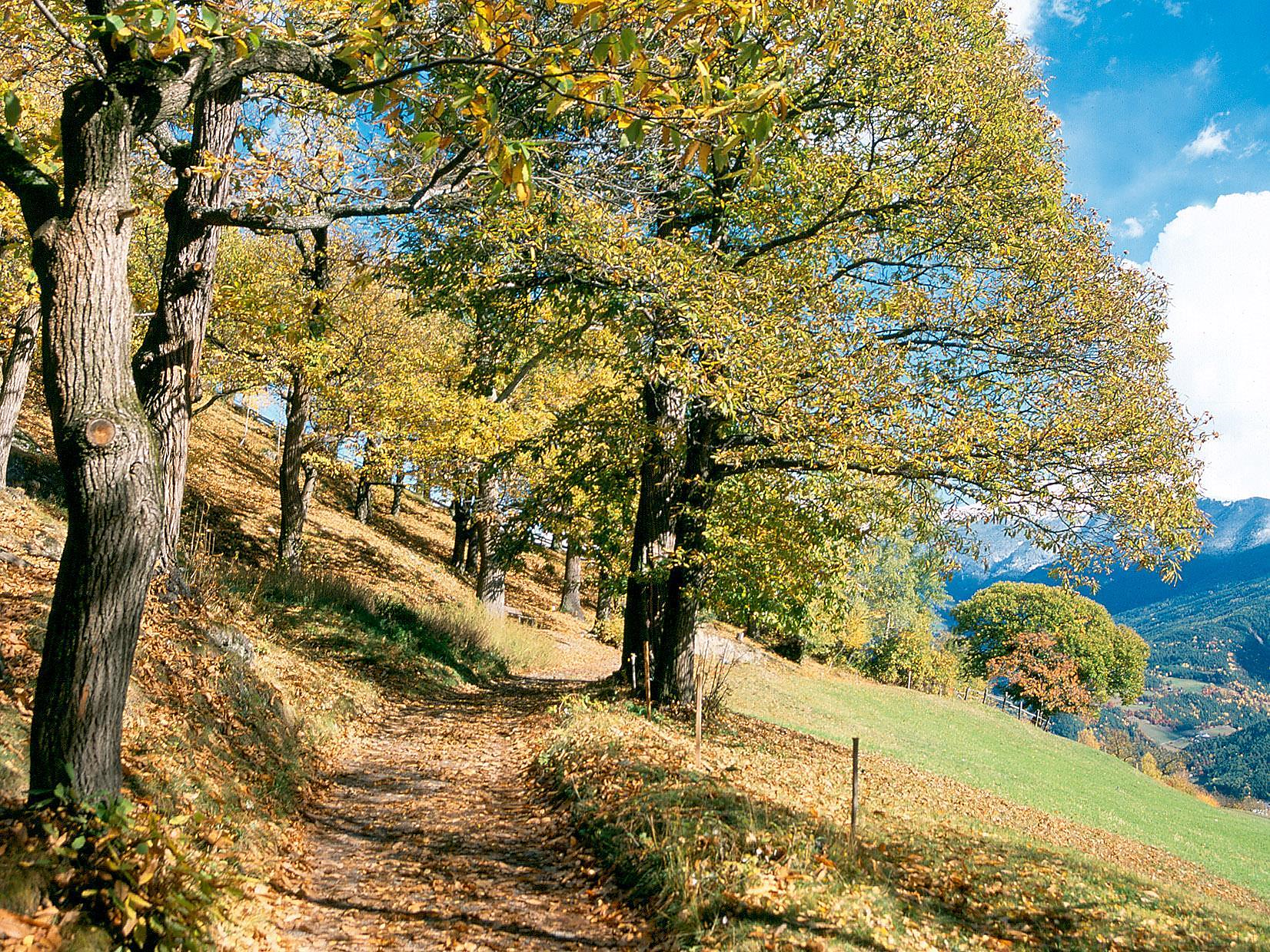 28th Chestnut Weeks: Wine, hiking and chestnut delicacy - Brixen/Bressanone and environs - #1 - suedtirol.info