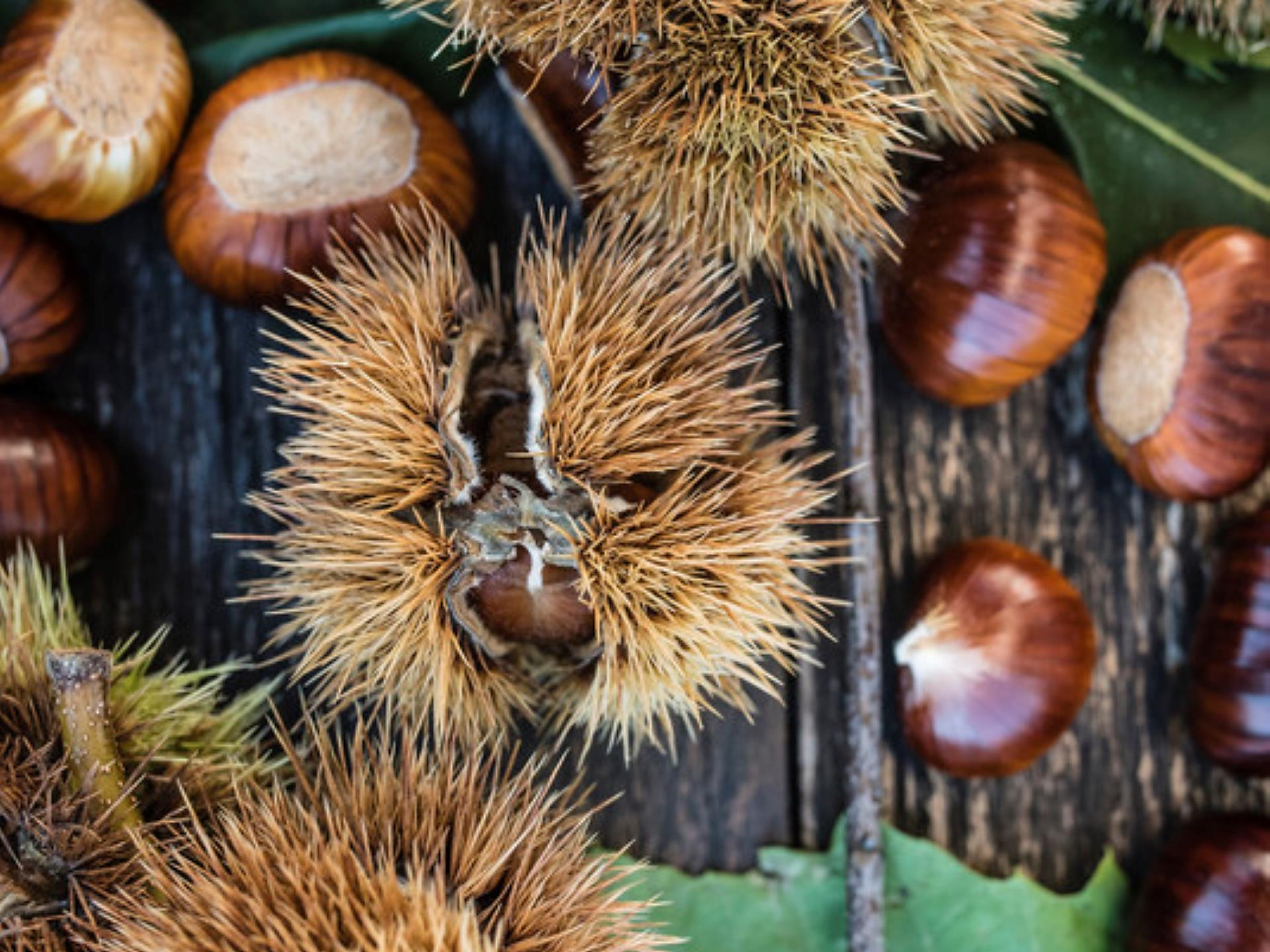 28th Chestnut Weeks: Wine, hiking and chestnut delicacy - Brixen/Bressanone and environs - #2 - suedtirol.info