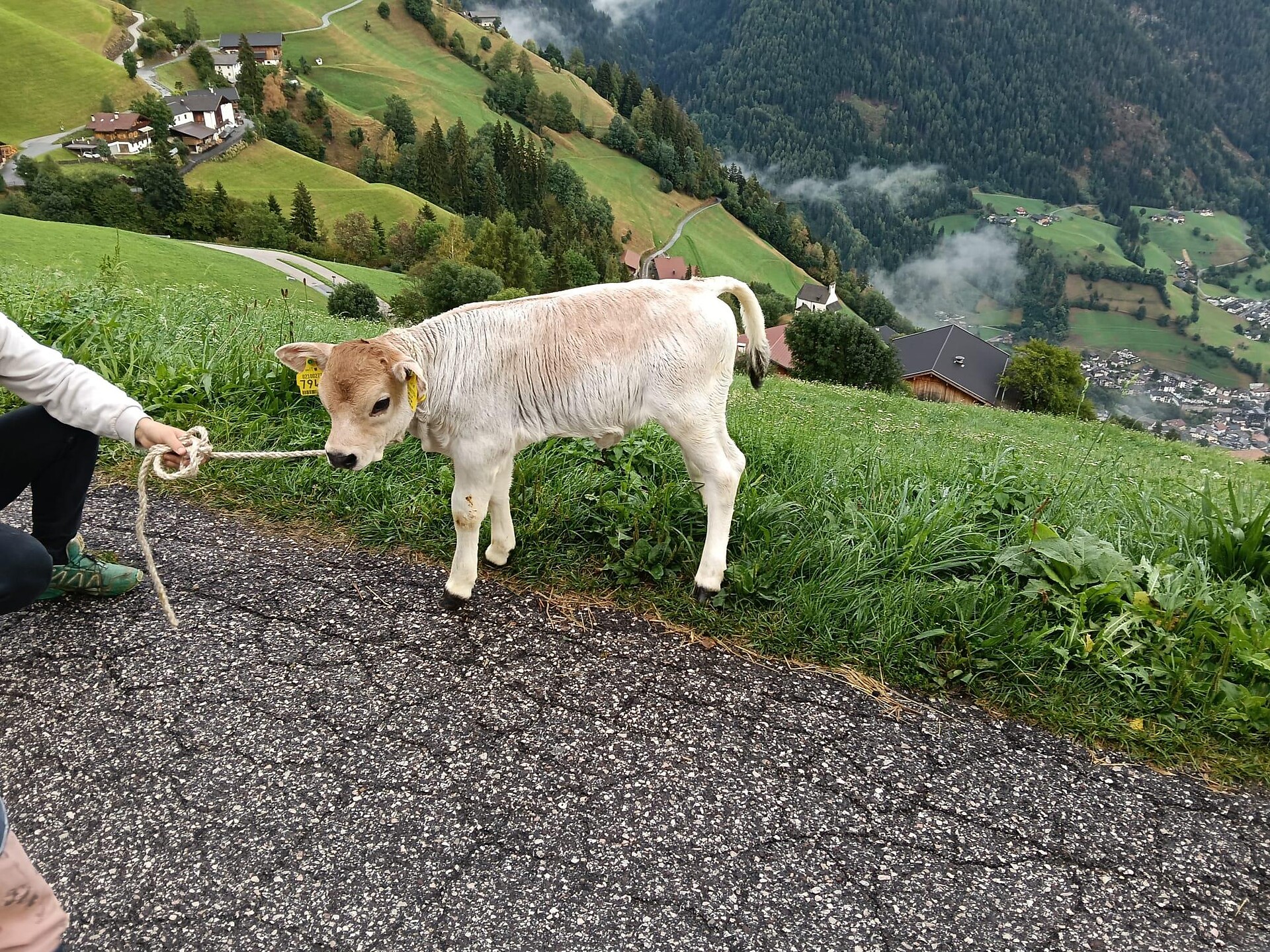 1st Cattle drive in Walten - Meran/Merano and environs - #2 - suedtirol.info