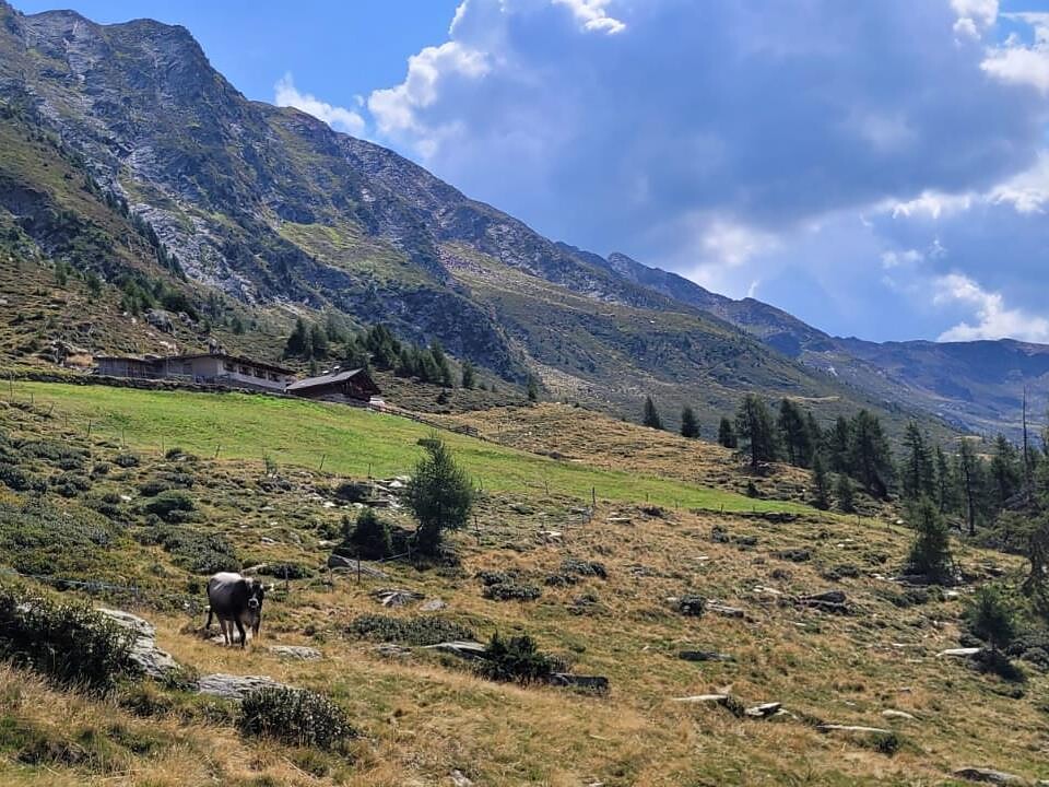 1st Cattle drive in Walten - Meran/Merano and environs - #1 - suedtirol.info