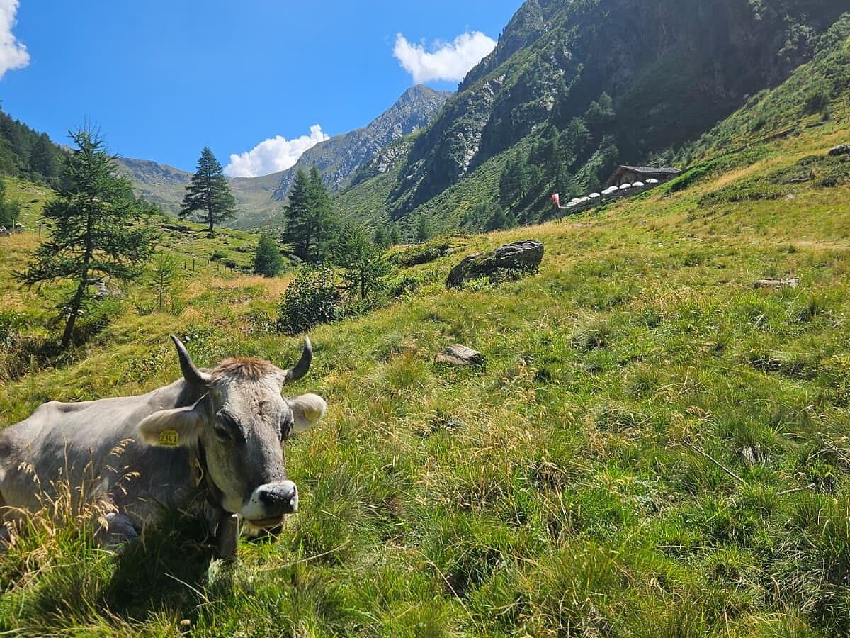 1st Cattle drive in Walten - Meran/Merano and environs - #3 - suedtirol.info