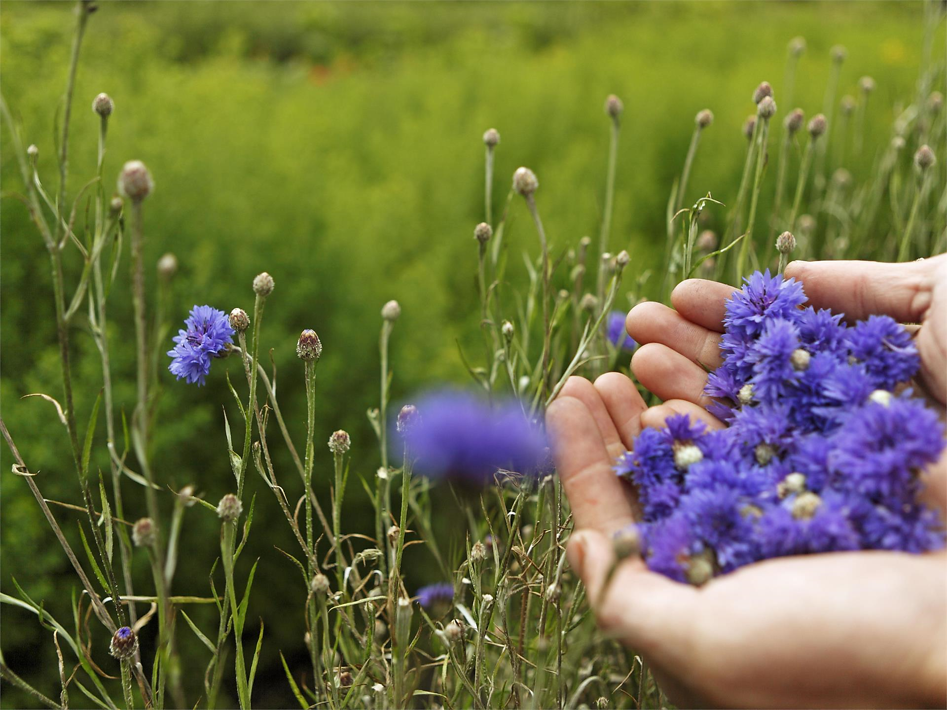 100% Kräutergarten - Sterzing und Umgebung - #3 - suedtirol.info