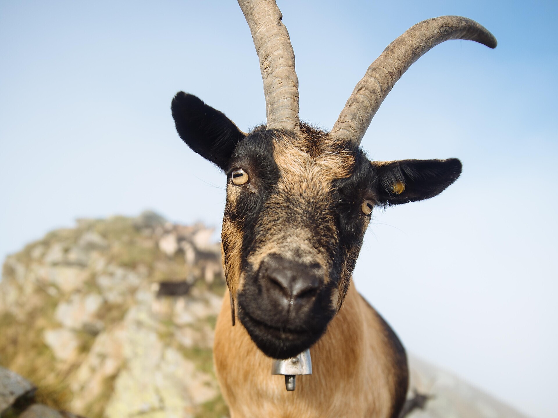 4th South Tyrolean Goat Festival "Goas Festival" St.Leonhard in Passeier/San Leonardo in Passiria 1 suedtirol.info