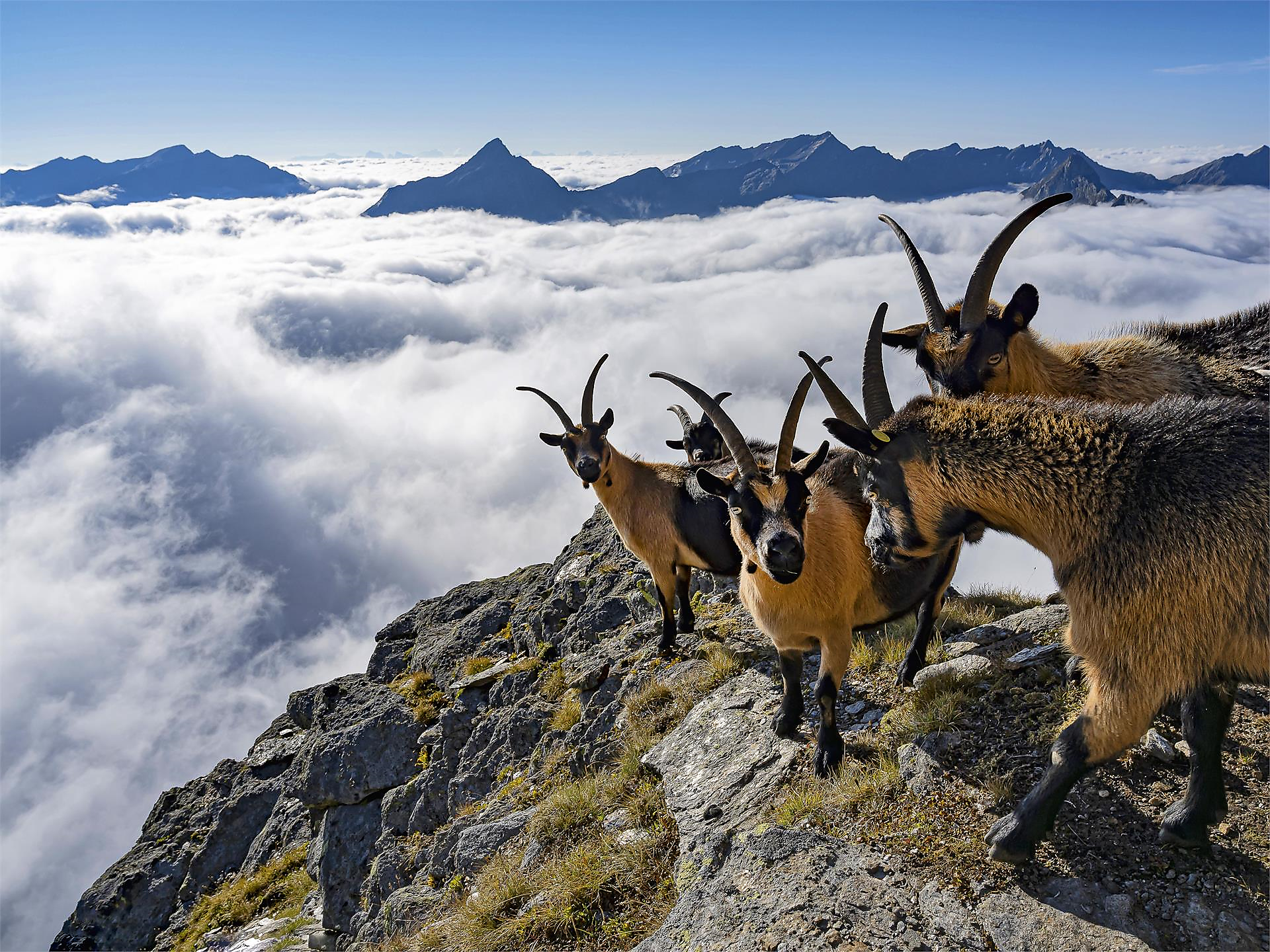 4th South Tyrolean Goat Festival "Goas Festival" St.Leonhard in Passeier/San Leonardo in Passiria 3 suedtirol.info