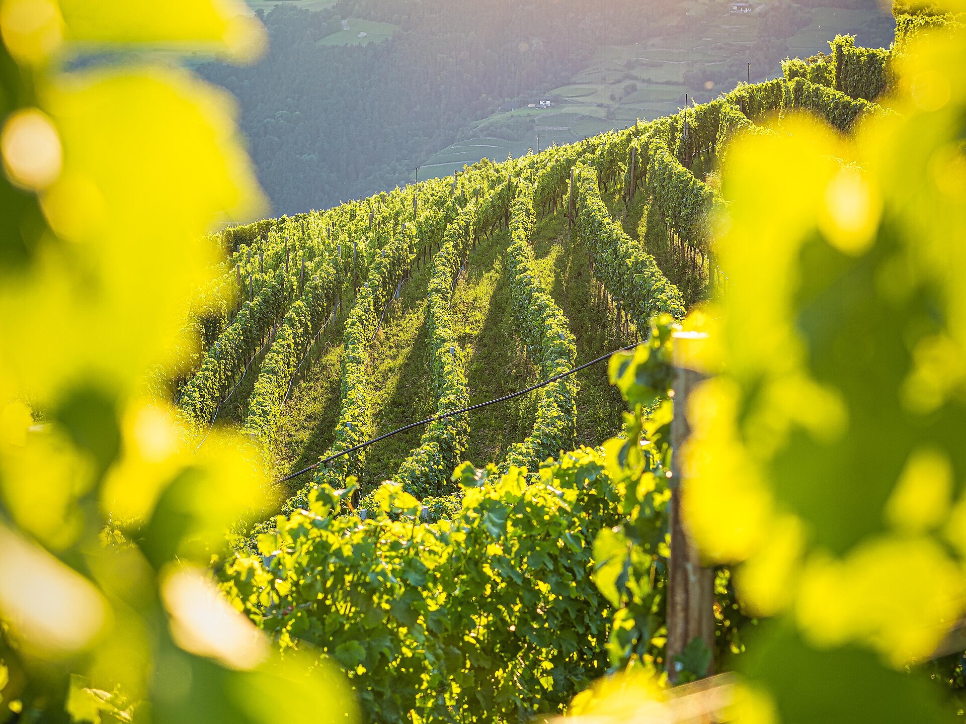 28° Settimane delle Castagne a Velturno: Kerner in tutte le sue sfaccettature - Bressanone e dintorni - #2 - suedtirol.info