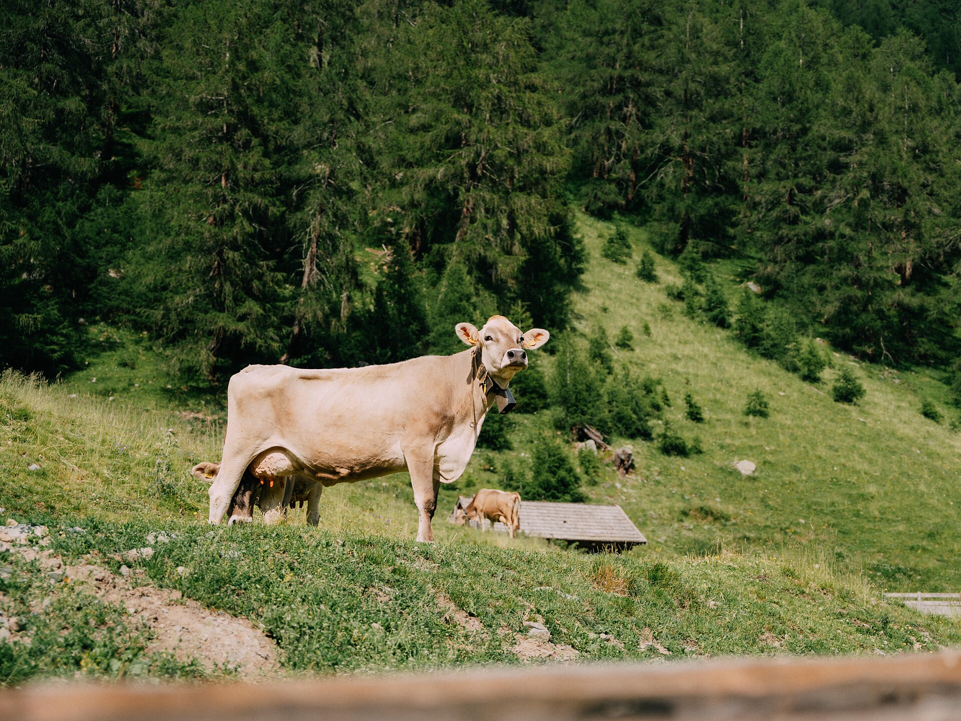 85° anniversario della cooperativa di allevamento di bovini di razza bruna Sling Malles 1 suedtirol.info
