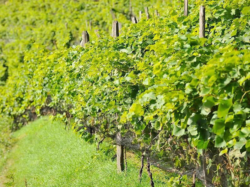 Visita al Vigneto e Maso Bio a Rio di Pusteria - in lingua italiana - Bressanone e dintorni - #3 - suedtirol.info