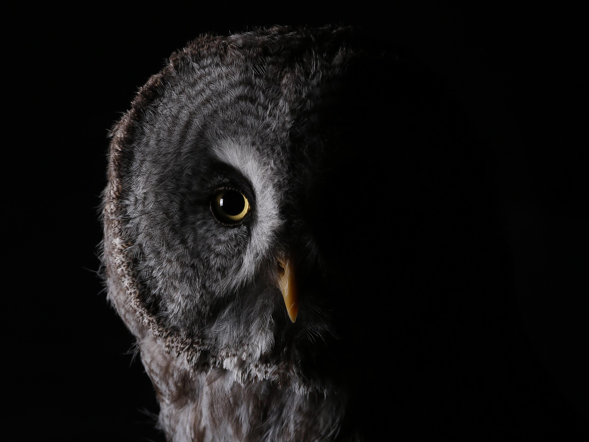 Owl Park by night "notte da rapaci" San Vigilio 1 suedtirol.info