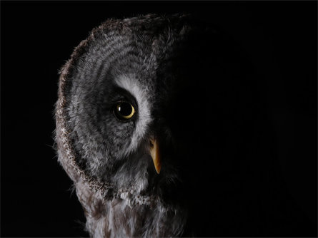 Owl Park by night "a night with the birds of prey" Al Plan/San Vigilio 1 suedtirol.info