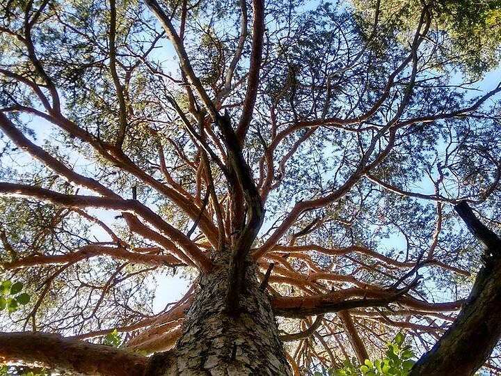 "Forest bathing" - Tree therapy in the Trudner Horn/Monte Corno Nature Park Truden/Trodena 1 suedtirol.info