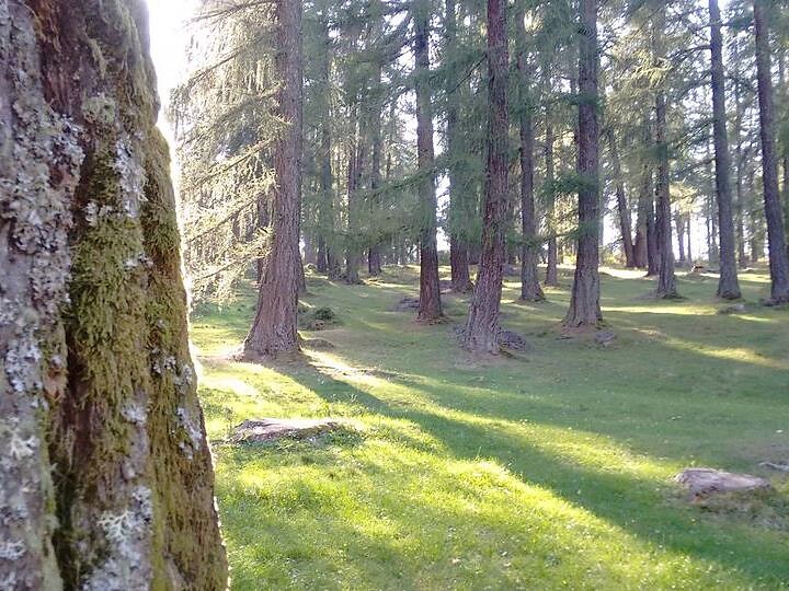 "Forest bathing" - Tree therapy in the Trudner Horn/Monte Corno Nature Park Truden/Trodena 2 suedtirol.info