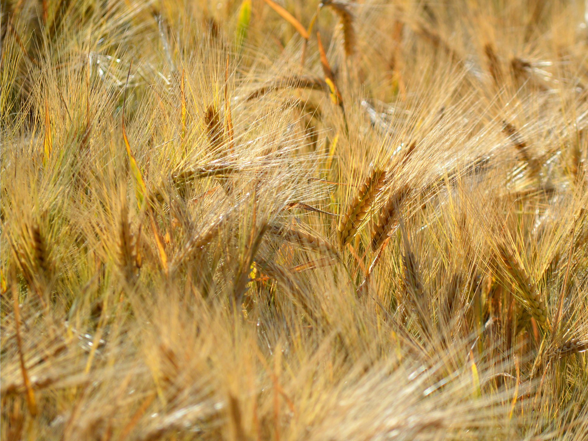Ütia Bioch - Grain delights in the mountains - Munts dl altonn - Dolomites Region Alta Badia - #1 - suedtirol.info