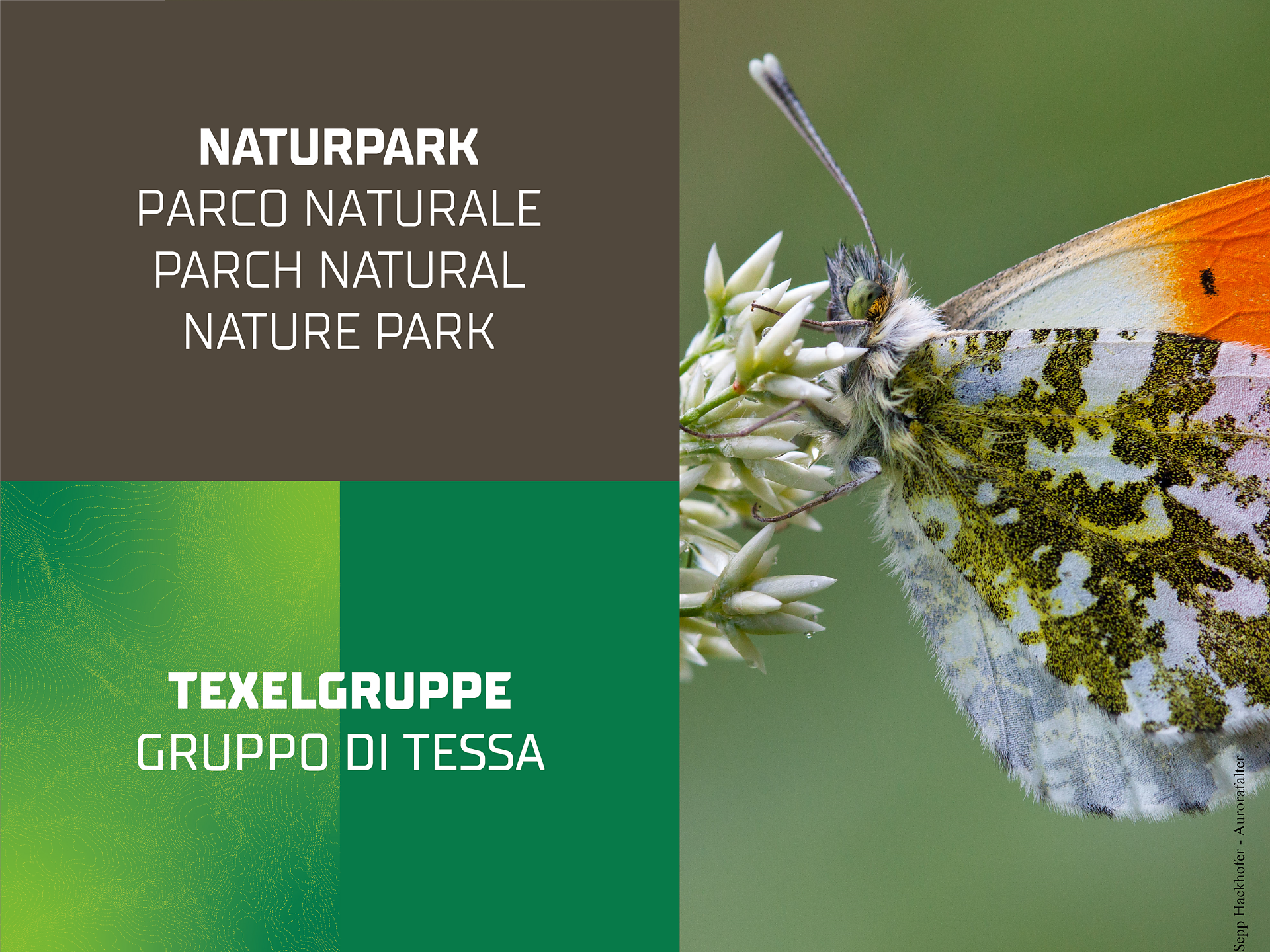 „Bye Bye Butterfly“ - mostra temporanea - Merano e dintorni - #1 - suedtirol.info