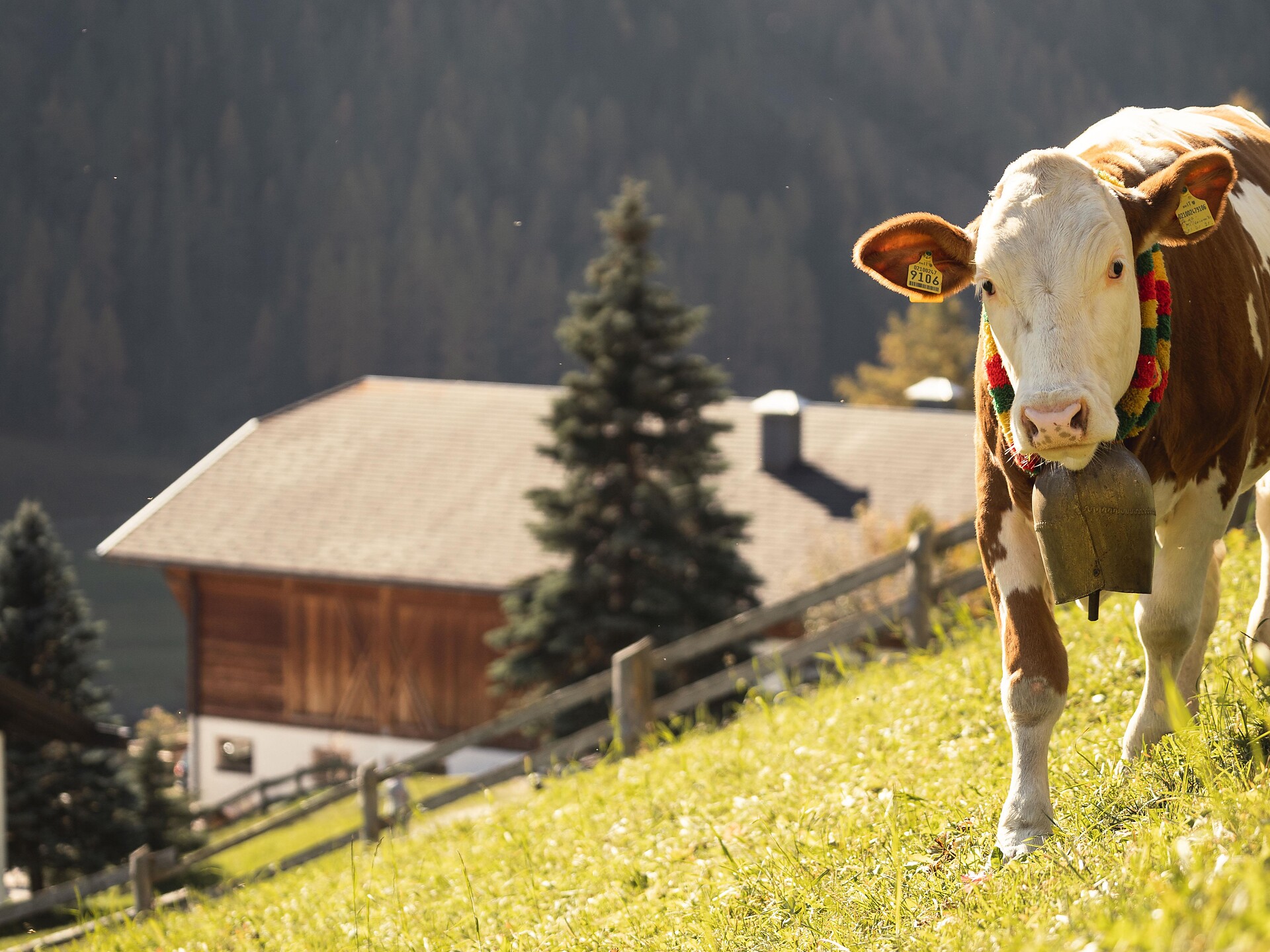 Return of the animals - Ahrntal/Valle Aurina - #2 - suedtirol.info
