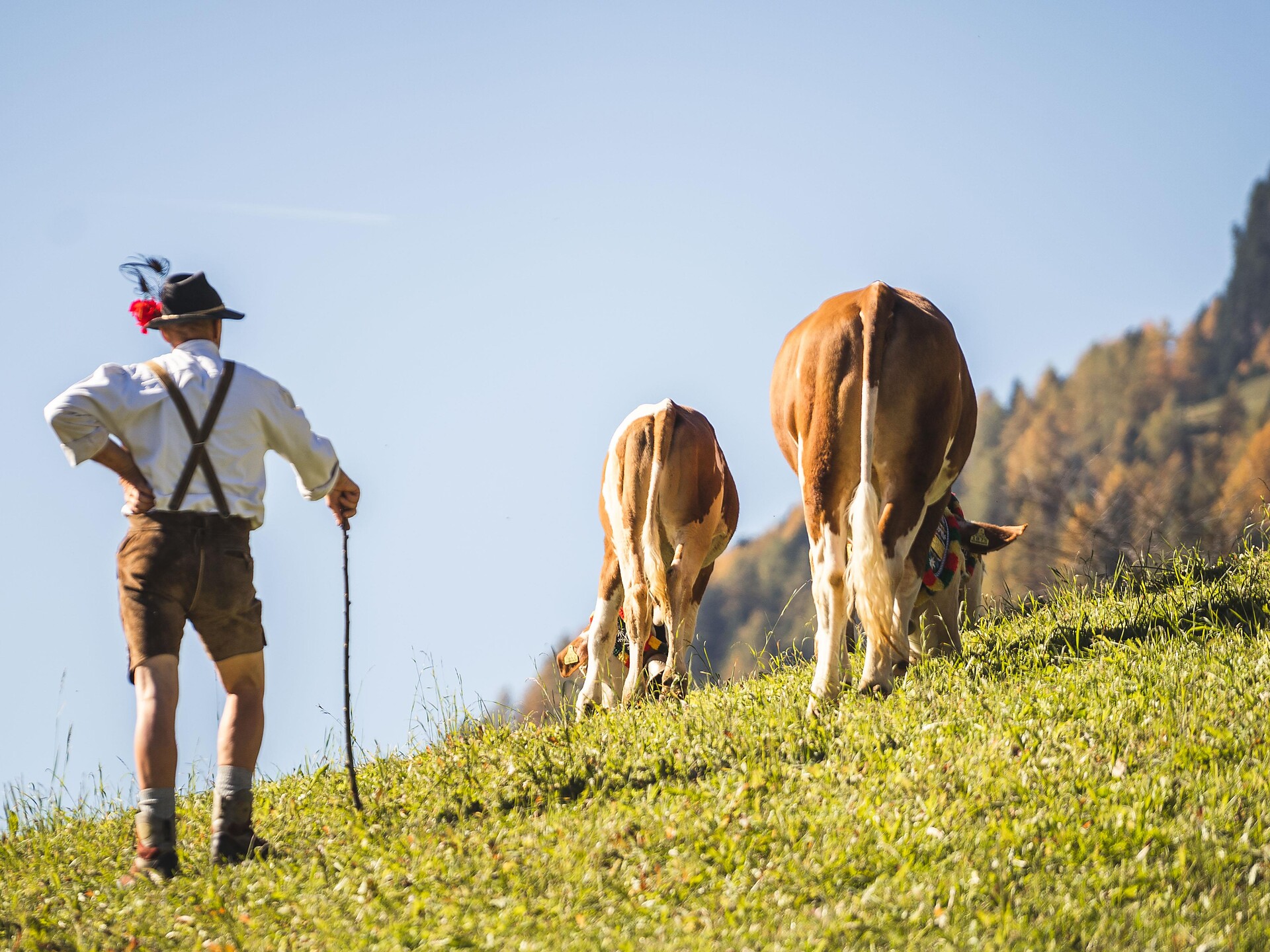 Return of the animals - Ahrntal/Valle Aurina - #3 - suedtirol.info