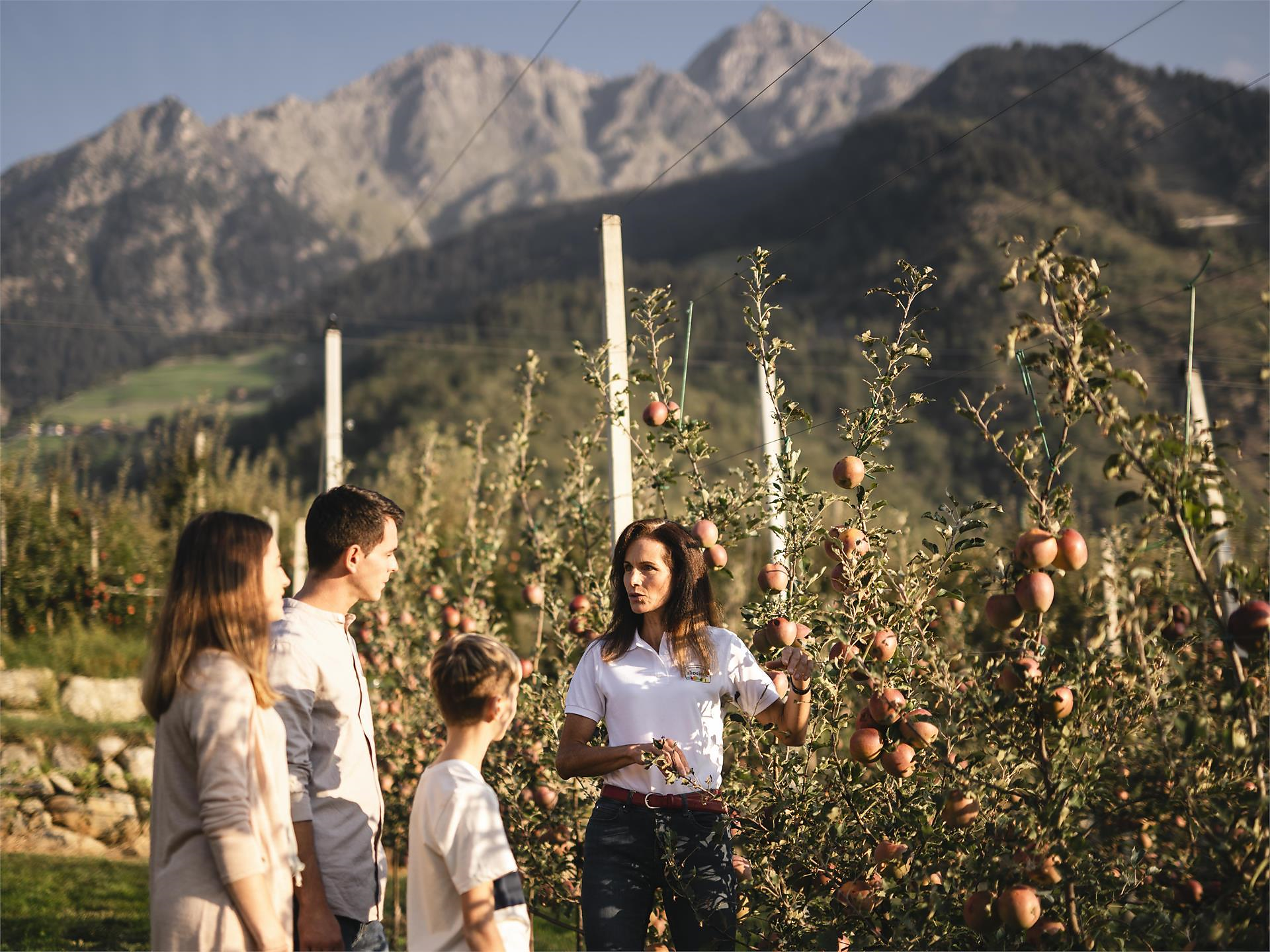 The apple cultivation of Partschins - from blossom to harvest Partschins/Parcines 1 suedtirol.info