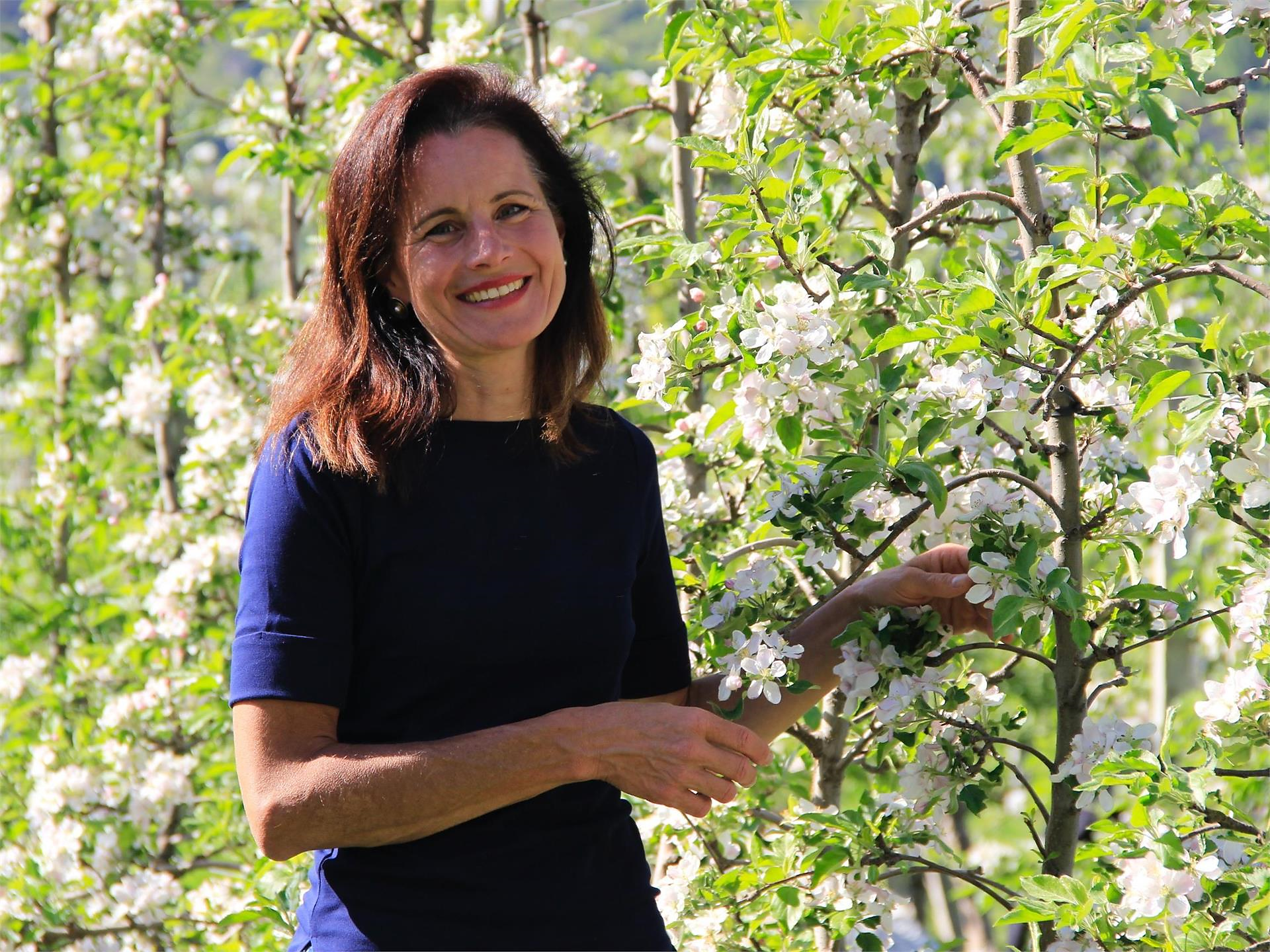 The apple cultivation of Partschins - from blossom to harvest Partschins/Parcines 3 suedtirol.info