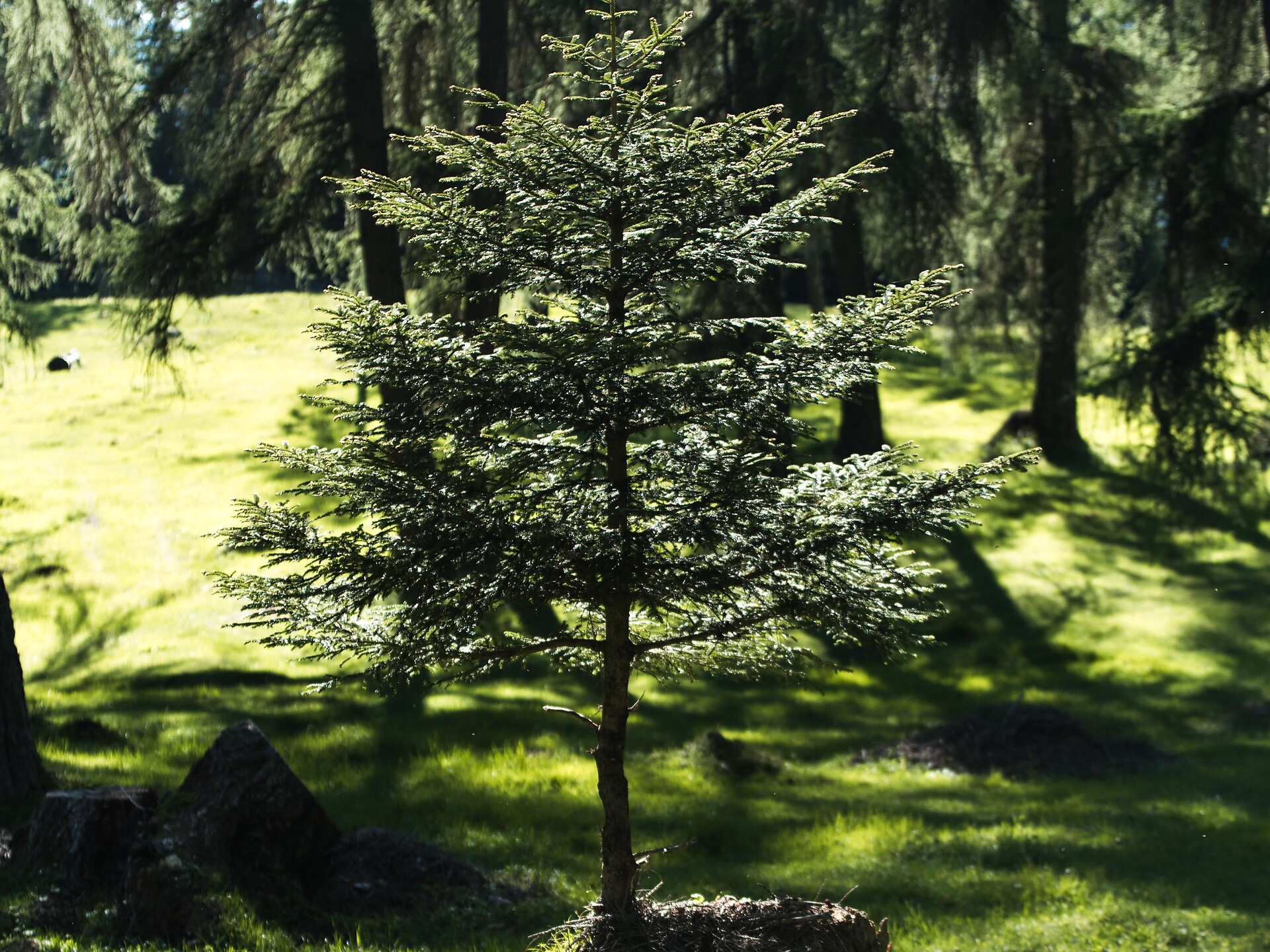 Pflanze einen Baum und entdecke einen sichtbaren und verborgenen Wald Altrei 1 suedtirol.info