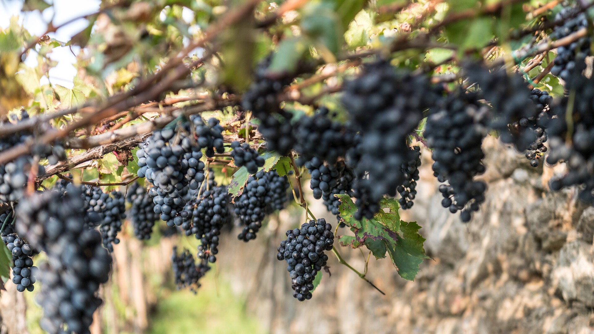 Partschins Wine Festival - Meran/Merano and environs - #3 - suedtirol.info