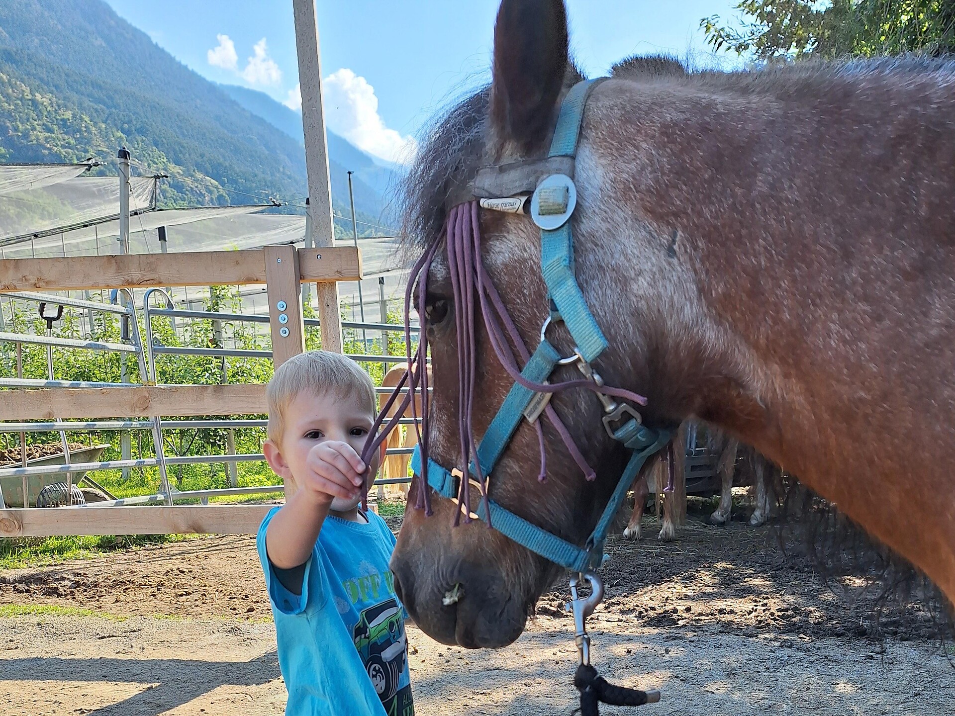 Coccole con i pony al maneggio Vill - Val Venosta - #1 - suedtirol.info