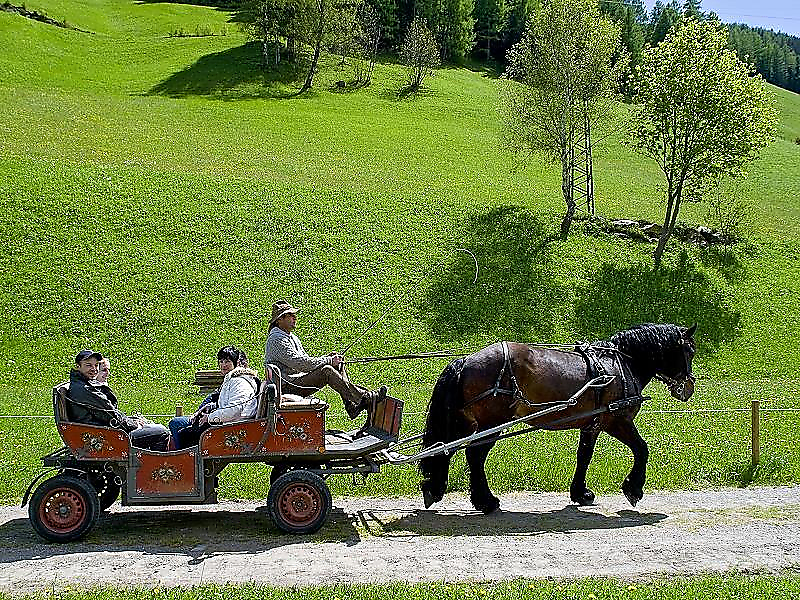 Panoramic horse-drawn carriage ride with Graukäse tasting - Ahrntal/Valle Aurina - #1 - suedtirol.info