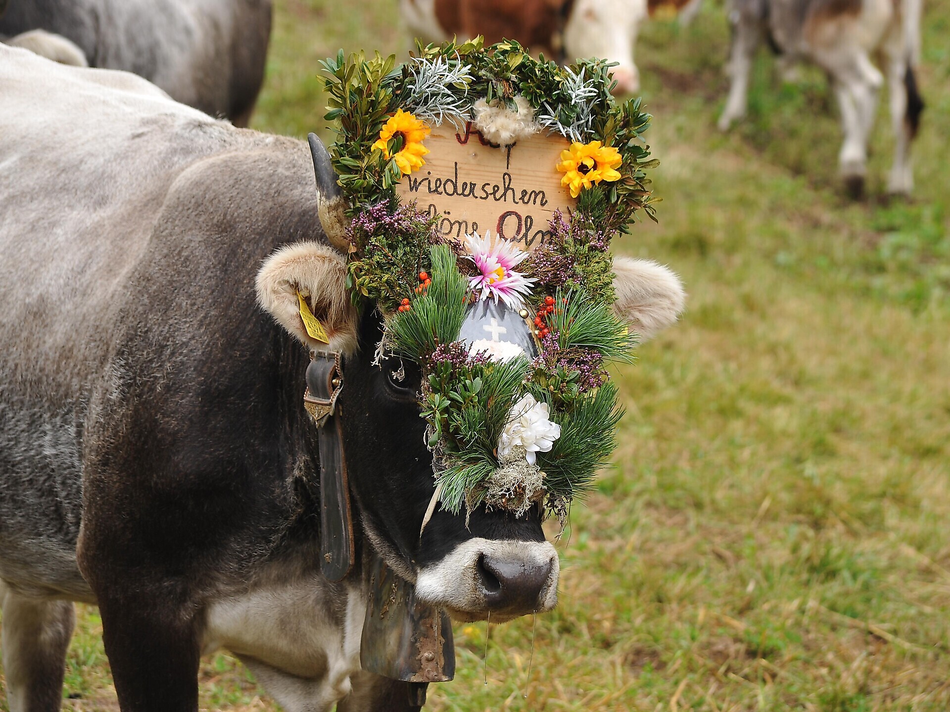 Il rientro del bestiame dall'alpeggio - Merano e dintorni - #1 - suedtirol.info