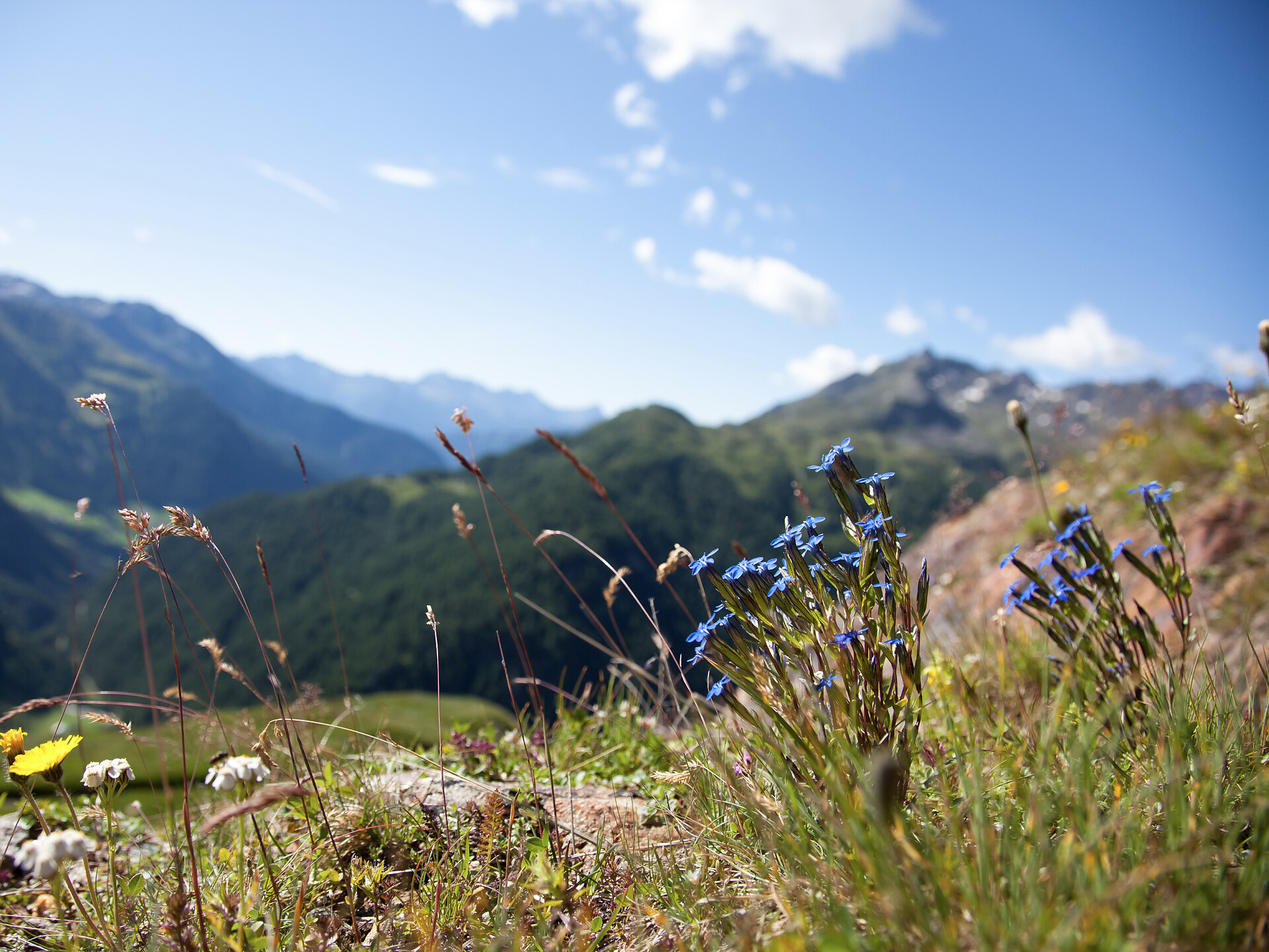 Leggere le piante - piante metallofite del Monteneve - Merano e dintorni - #1 - suedtirol.info