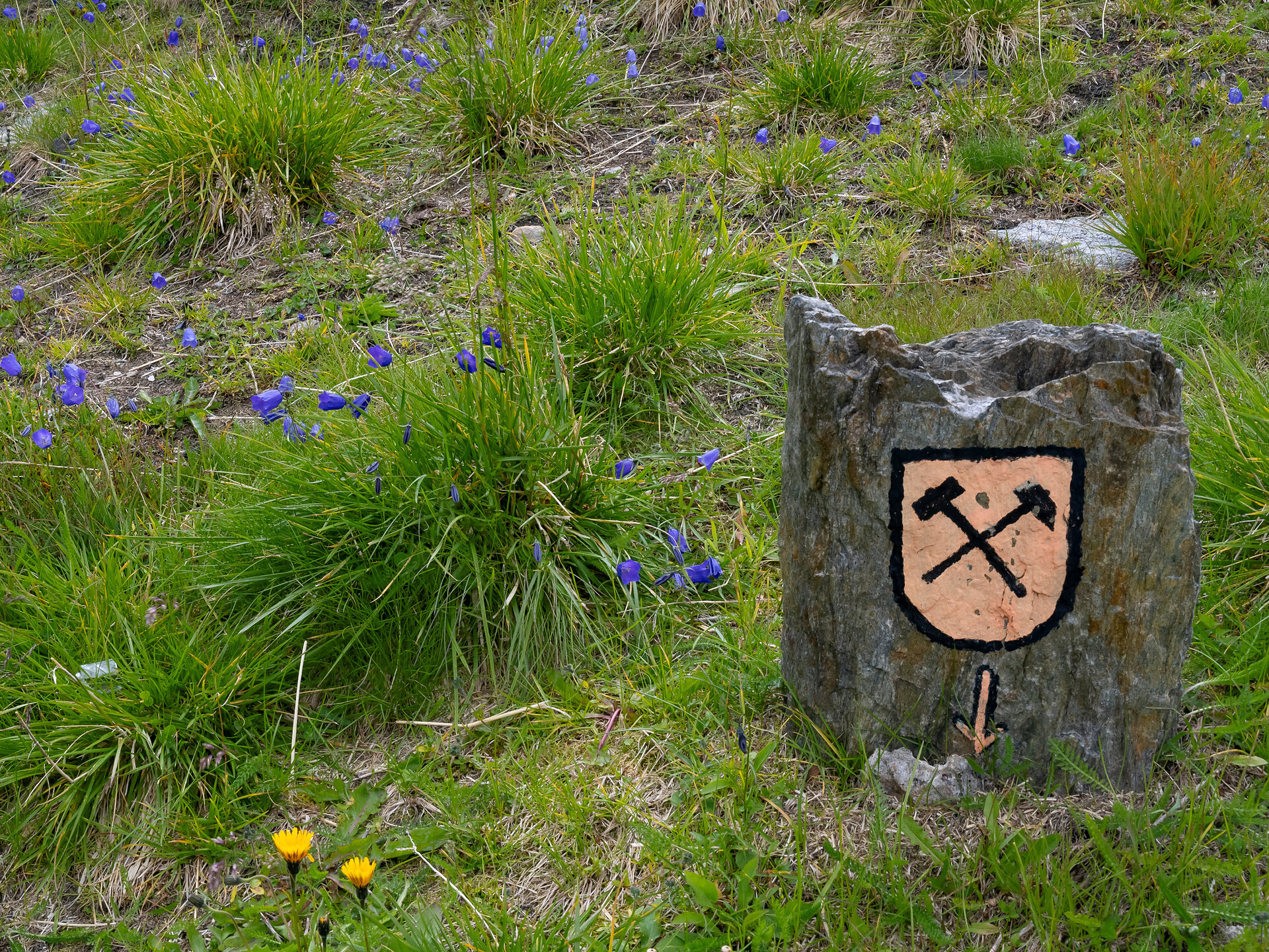 Leggere le piante - piante metallofite del Monteneve - Merano e dintorni - #3 - suedtirol.info
