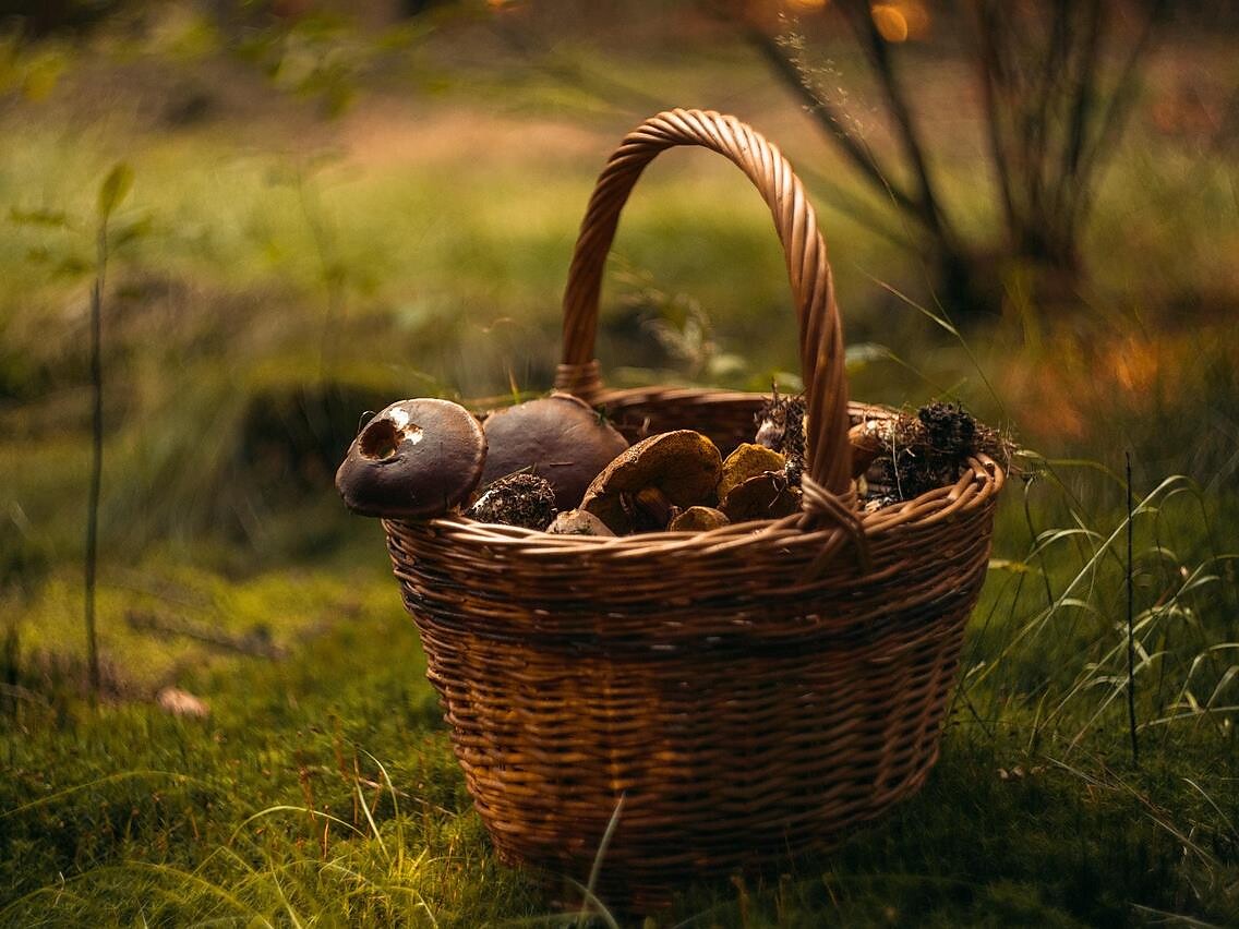 Escursione micologica - Regione dolomitica 3 Cime - #1 - suedtirol.info