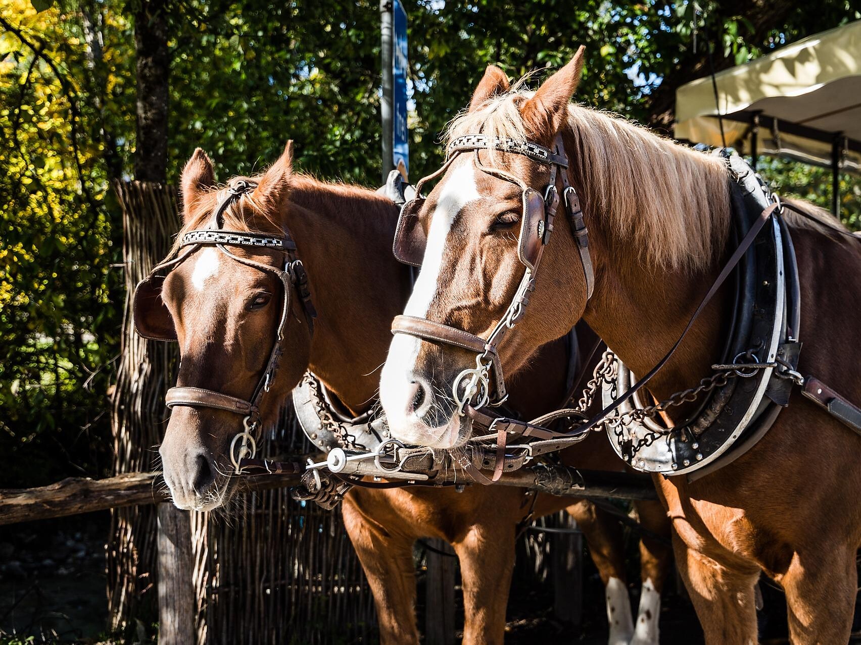 Gita in carrozza a Maranza - Bressanone e dintorni - #1 - suedtirol.info