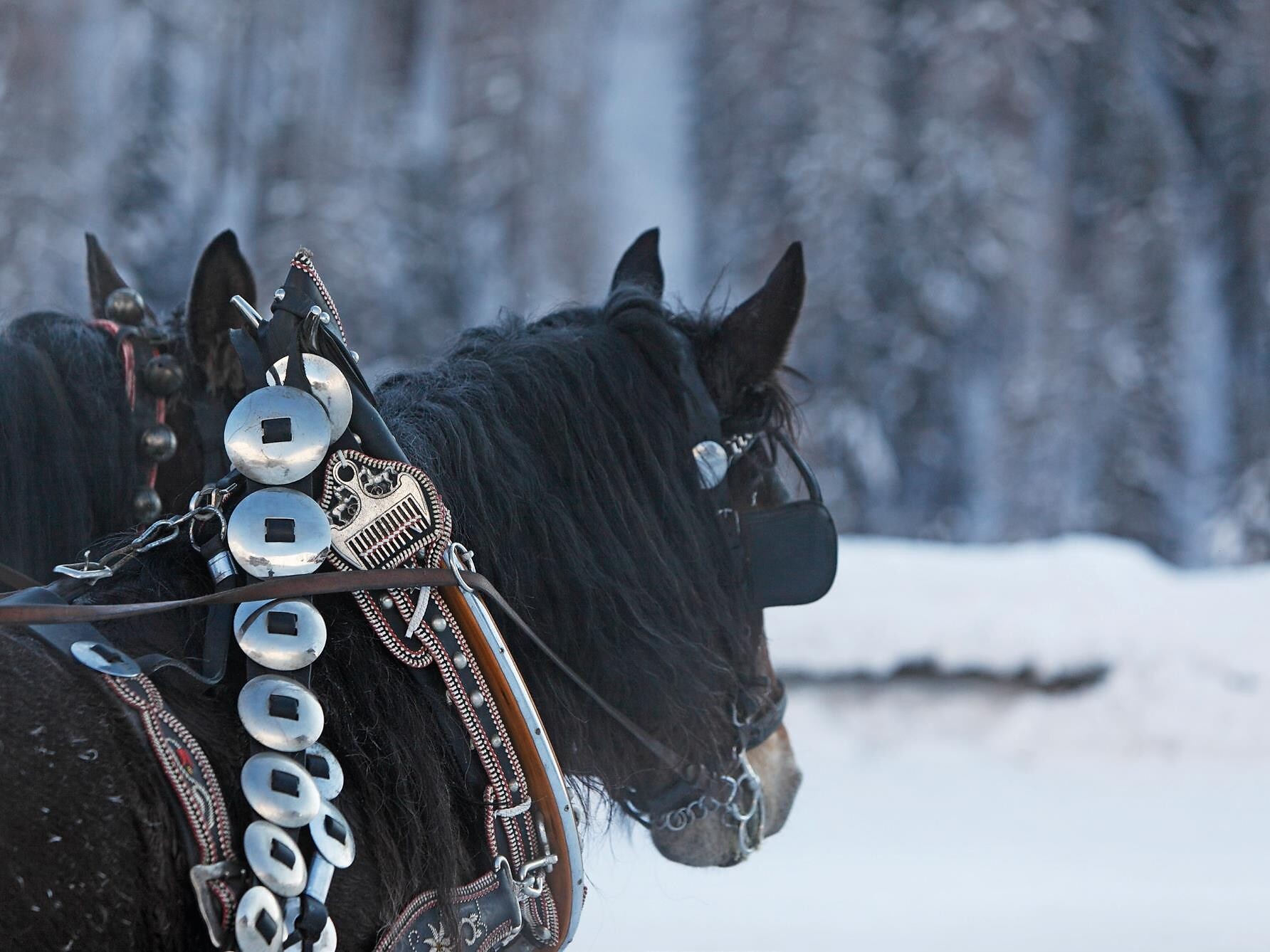 Horse-drawn sleigh ride in Langtaufers - Vinschgau/Val Venosta - #2 - suedtirol.info