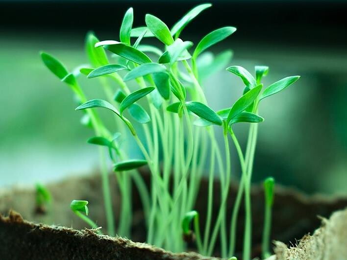 mercato di scambio di piante a Silandro - Val Venosta - #1 - suedtirol.info