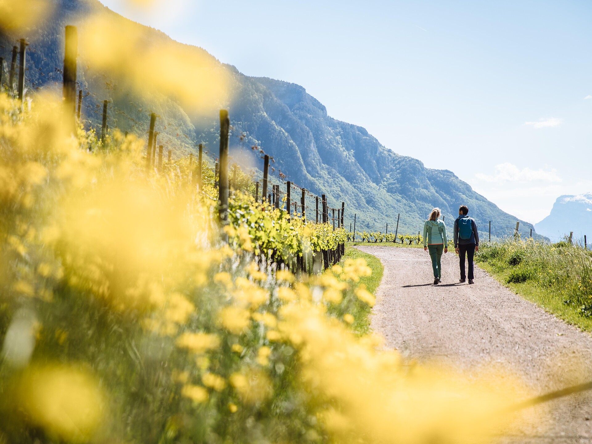 Pinot Noir Experience Montan/Montagna 1 suedtirol.info