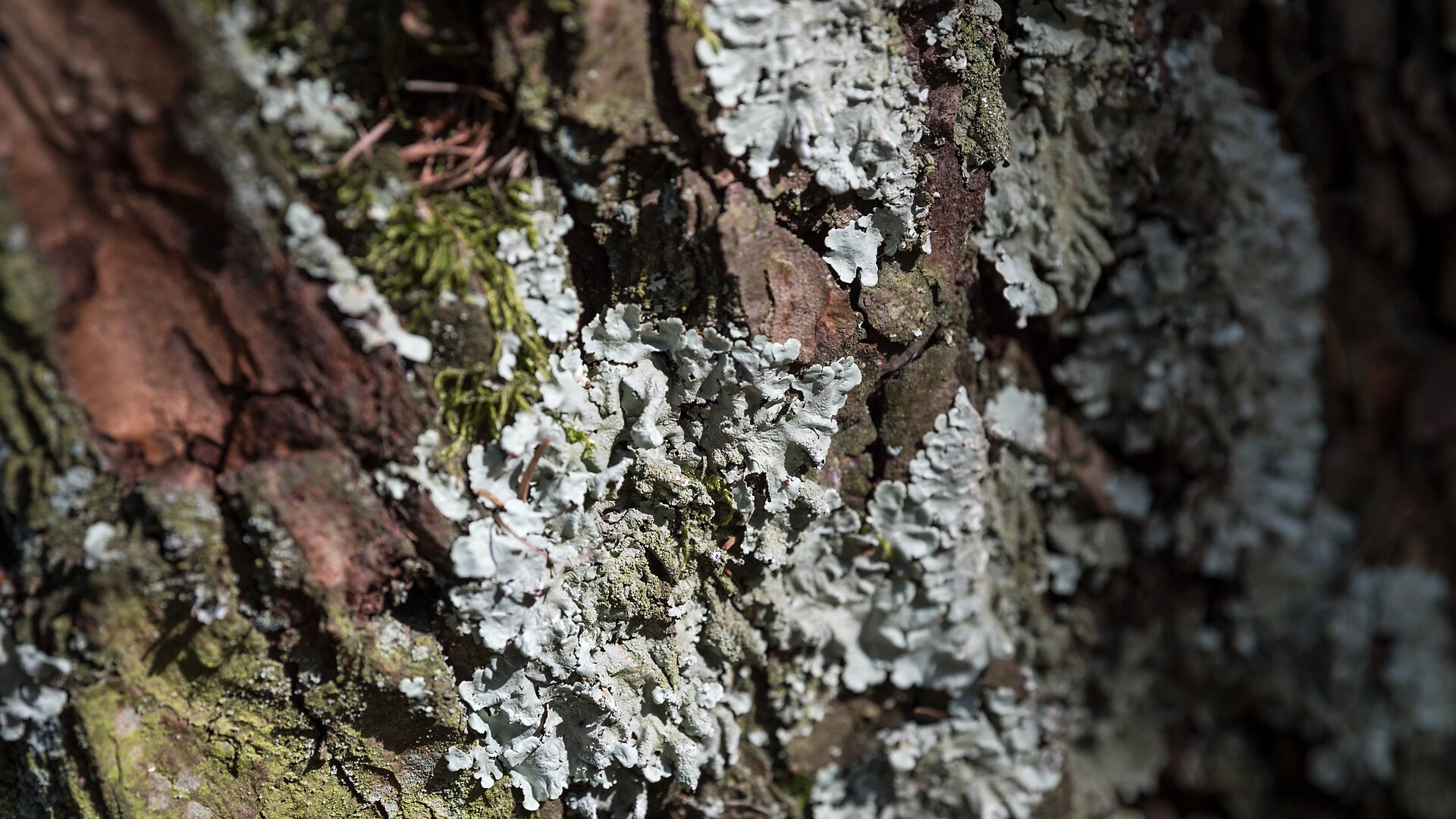 PartschINSER Bamfest - Meran/Merano and environs - #3 - suedtirol.info