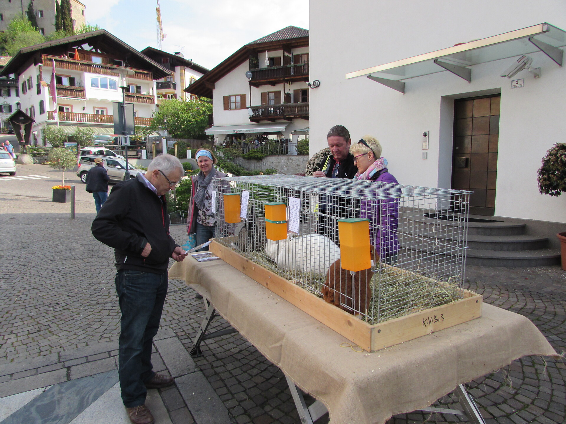 Rabbit exhibition at the Raiffeisen square Schenna - Meran/Merano and environs - #1 - suedtirol.info