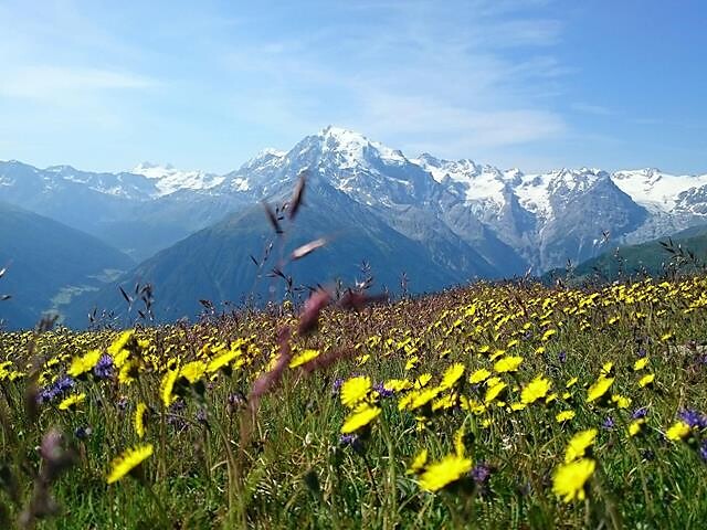 Le piante – I nostri maestri verdi - Val Venosta - #1 - suedtirol.info