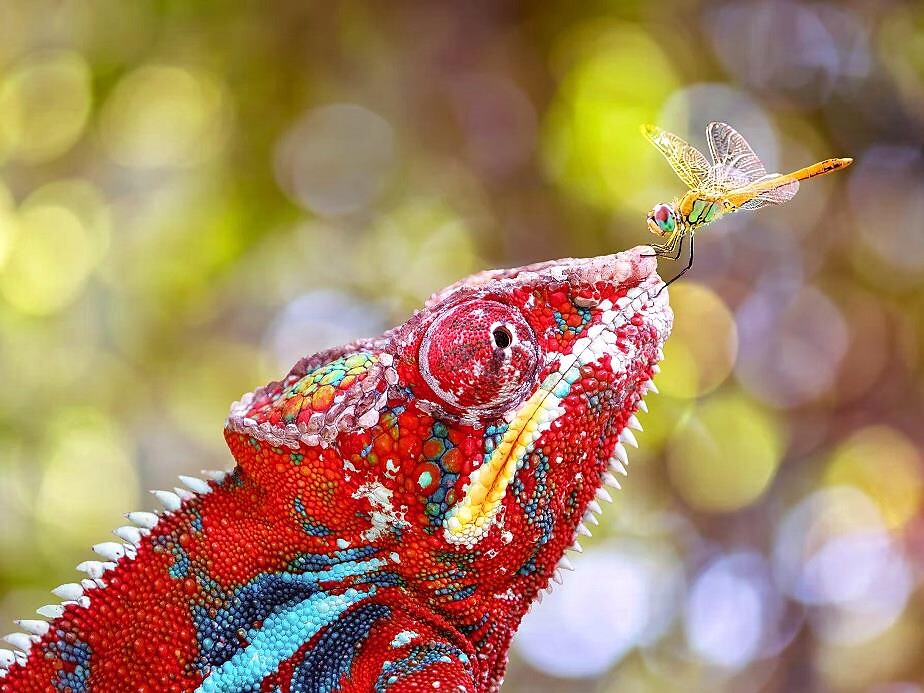 Queer Perspectives on Nature: Photo Exhibition at the Natural History Museum - Bolzano/Bozen and environs - #2 - suedtirol.info
